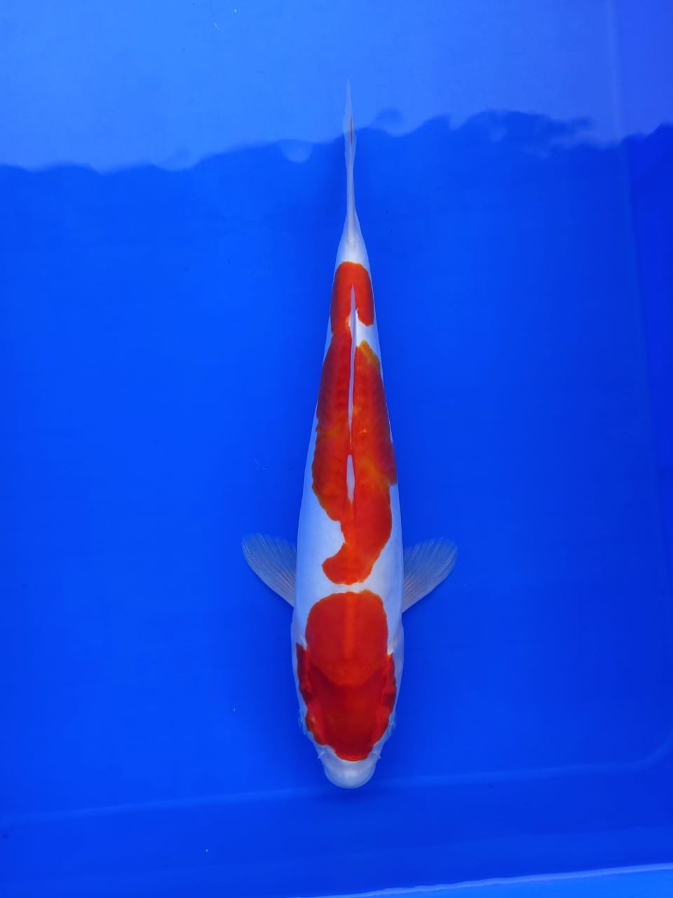 DOITSU KOHAKU HQ 33cm