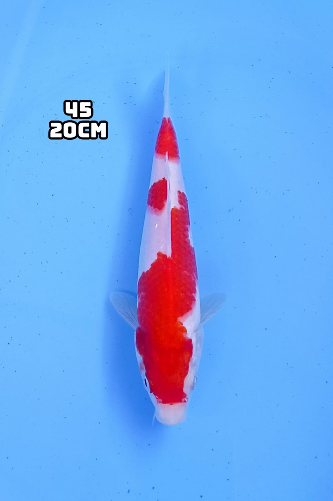 Lelang Koi Online, Jual Beli Ikan Koi, Pusat Jual Beli Koi, Info Lelang Koi Hari Ini, Platform Jual Beli Koi, Jual Beli Ikan Koi Online, Marketplace Ikan Koi, Jual Koi Terbaik, Tempat Beli Koi Berkualitas, Pasar Ikan Koi Online Terpercaya, Penjual Ikan Koi Terpercaya, Beli Koi Hias Online, Ikan Koi untuk Dijual, Koi Kualitas Terbaik, Toko Online Ikan Koi, Koi Hias Untuk Dijual, Jual Beli Ikan Koi Lokal, Koi Indonesia Online, Pusat Jual Beli Koi Terbesar
