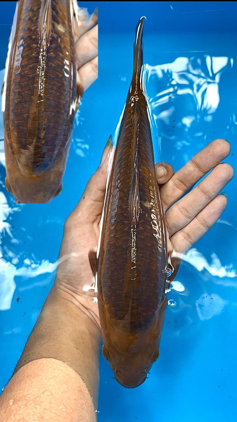 KARAMEL 28cm
