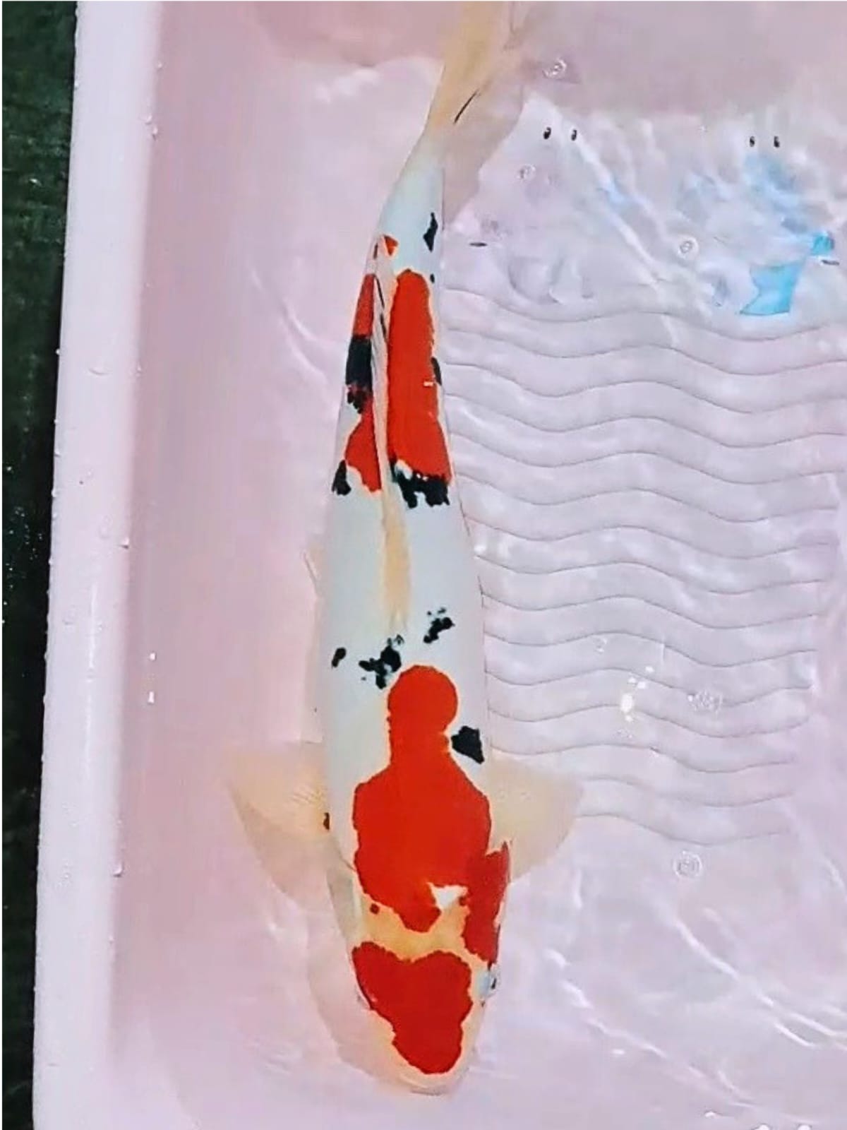 SANKE DOITSU 47cm
