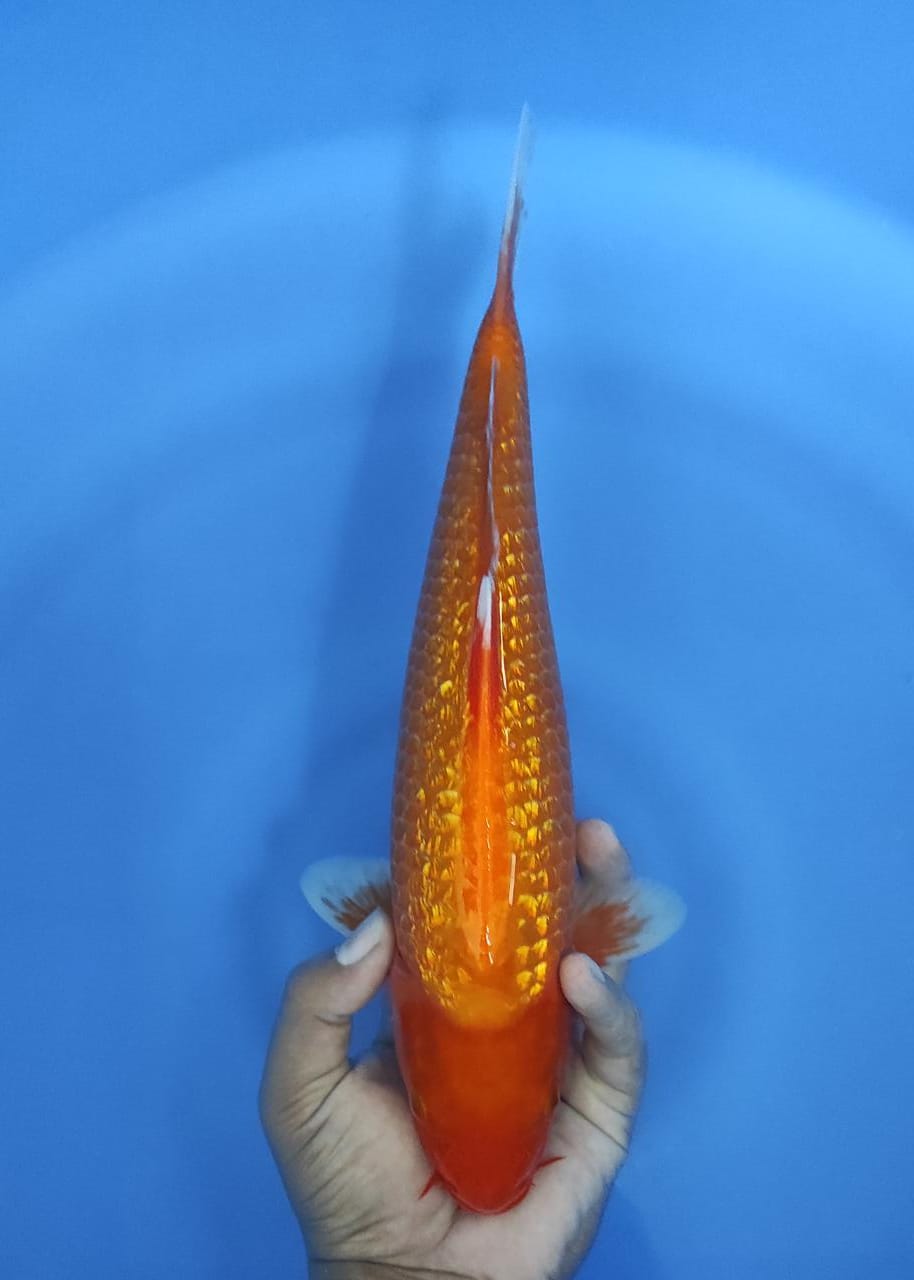 AKA HAJIRO GINRIN JOSS 33cm