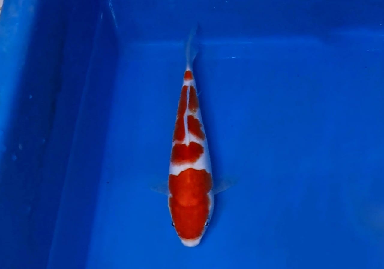 KOHAKU SHOW QUALTY 23cm