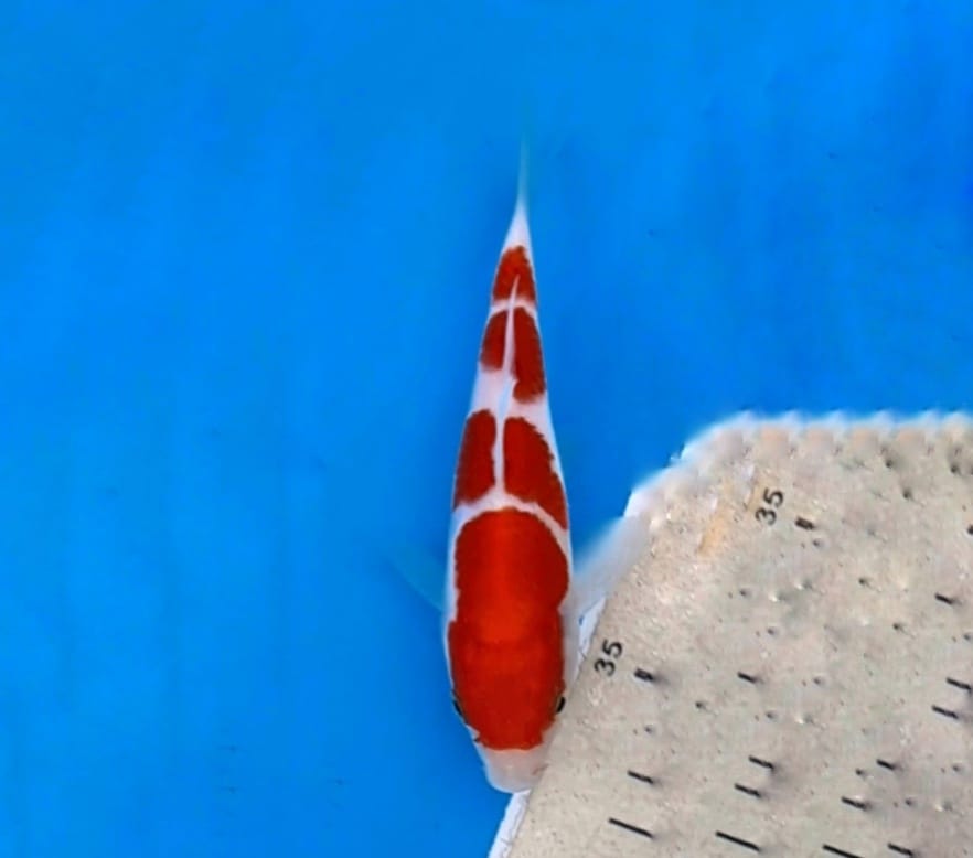 KOHAKU SHOW QUALTY 17cm