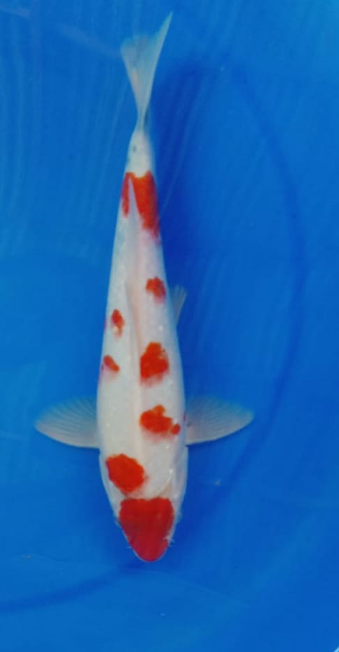 KOHAKU SAKURA 29cm