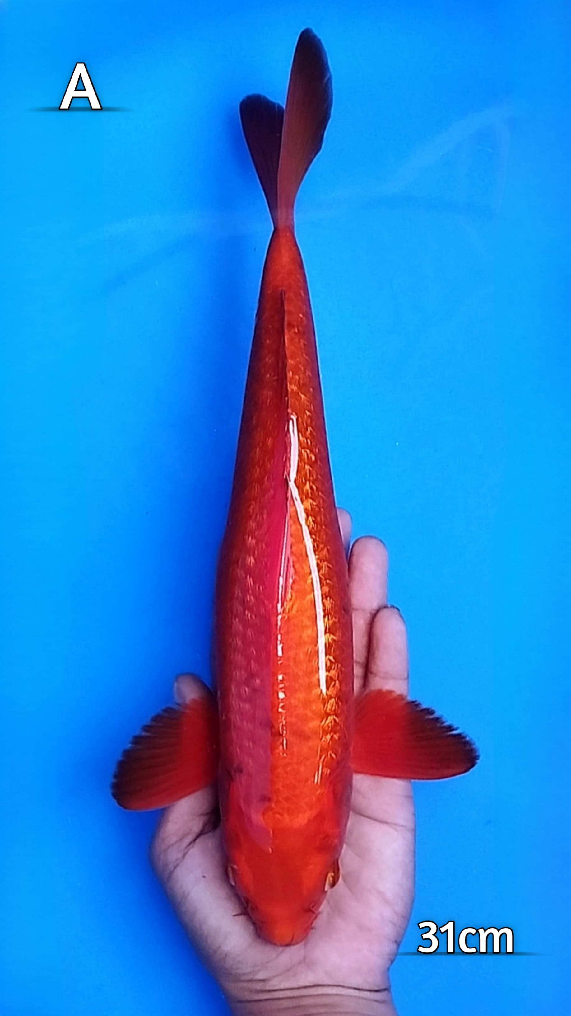 RED CARAMEL GINRIN 31cm