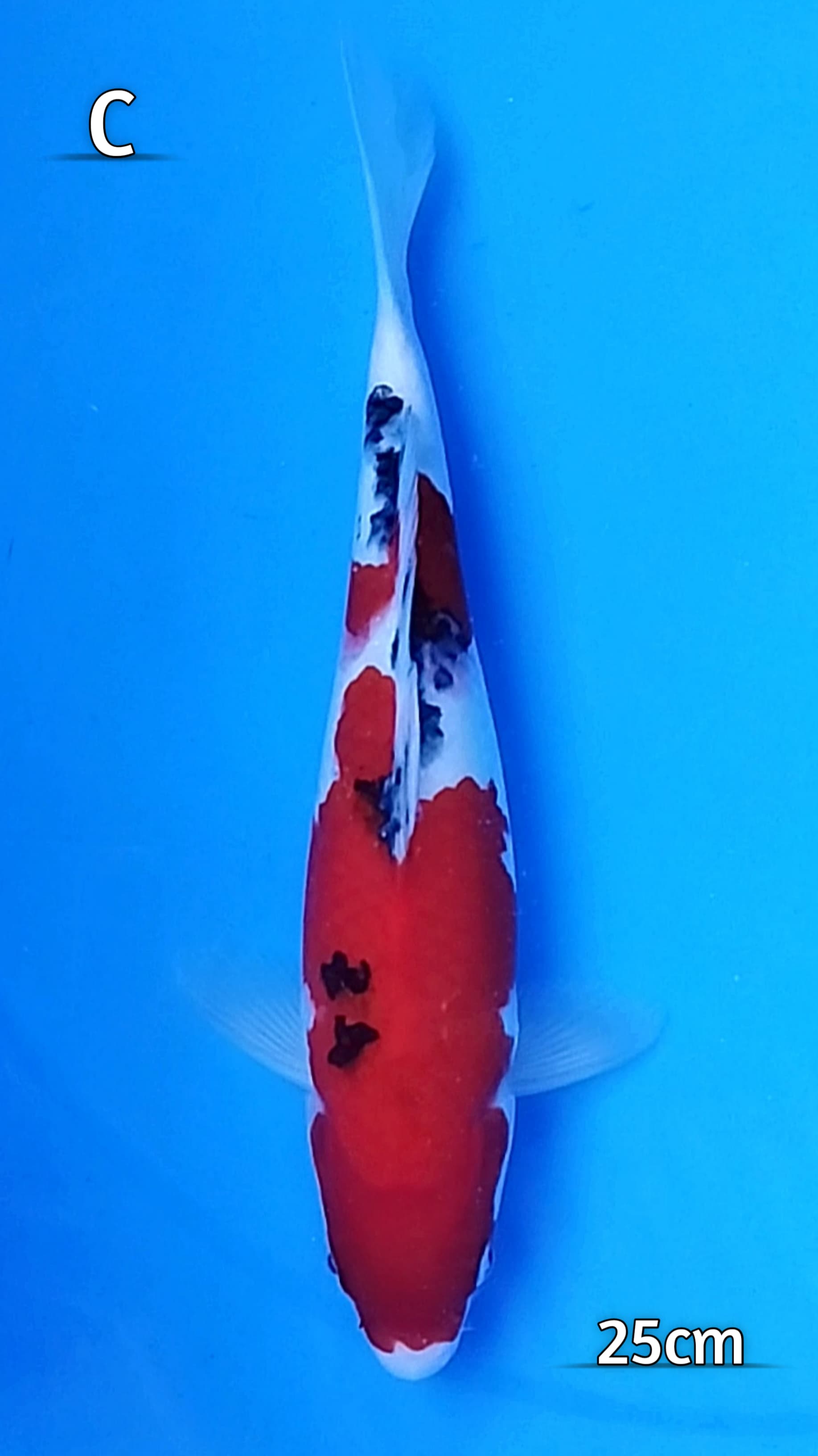 SANKE SISIK 25cm