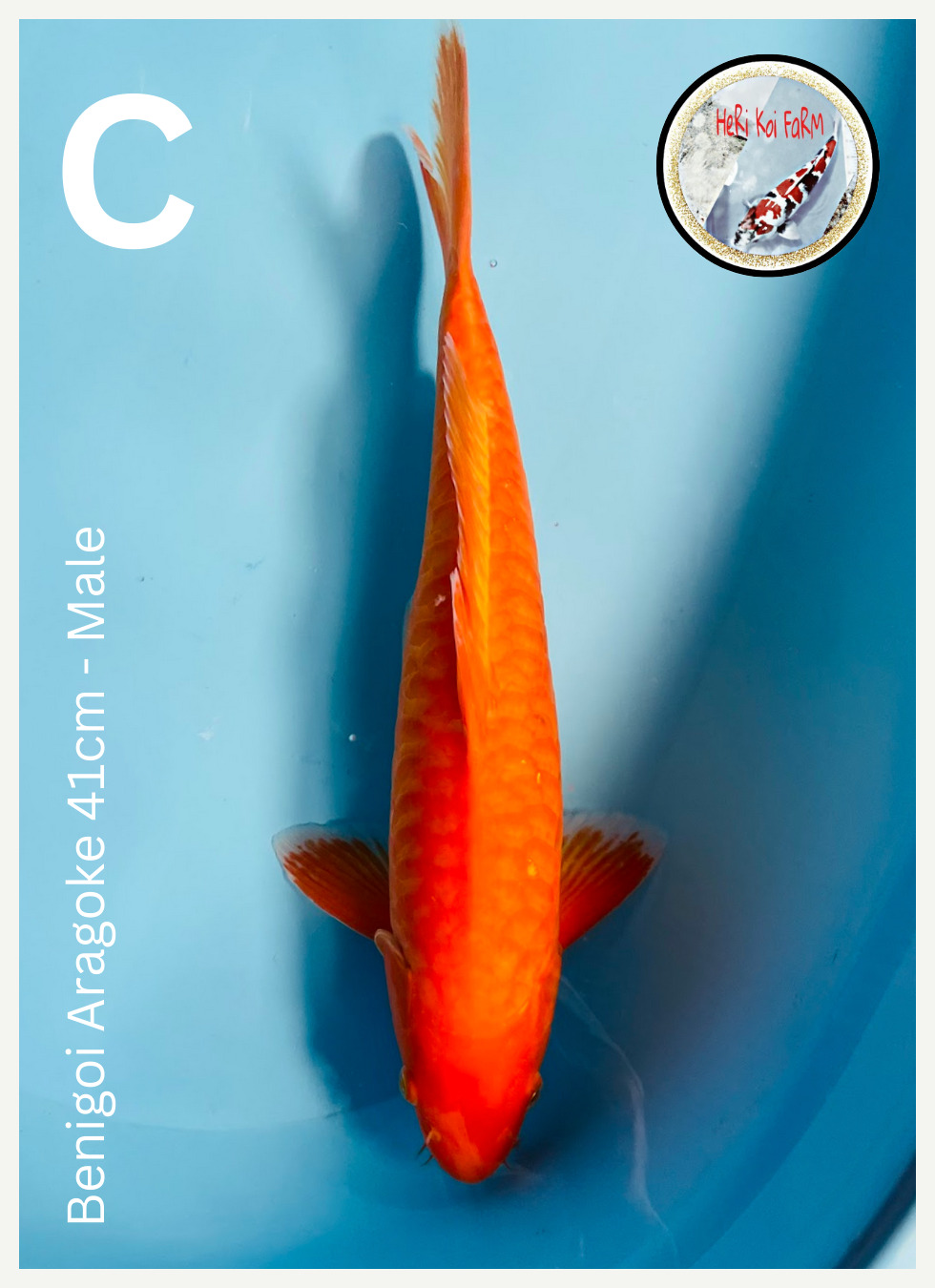 BENIGOI ARAGOKE 41cm