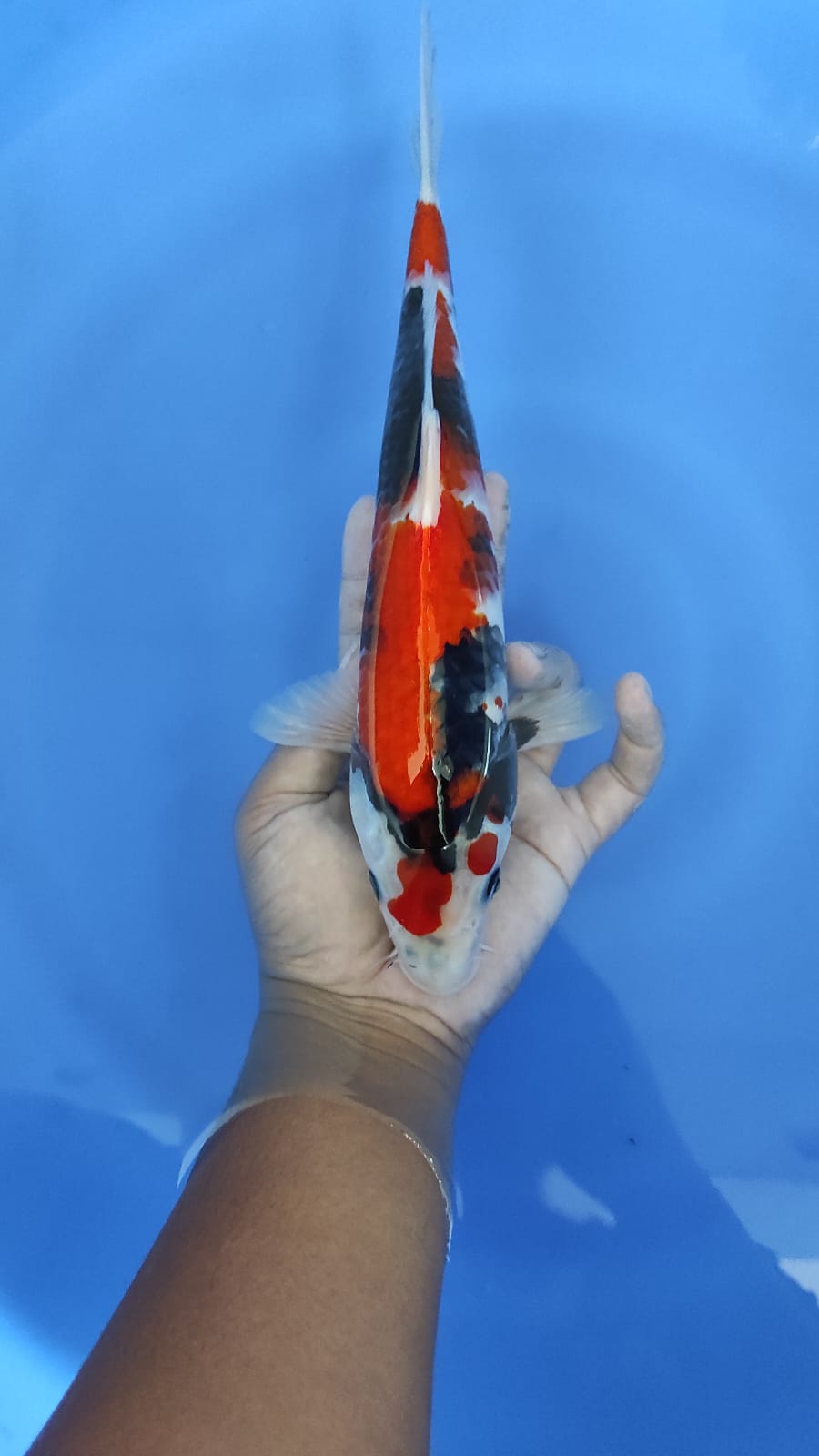 SHOWA CALON SESUATU 30cm