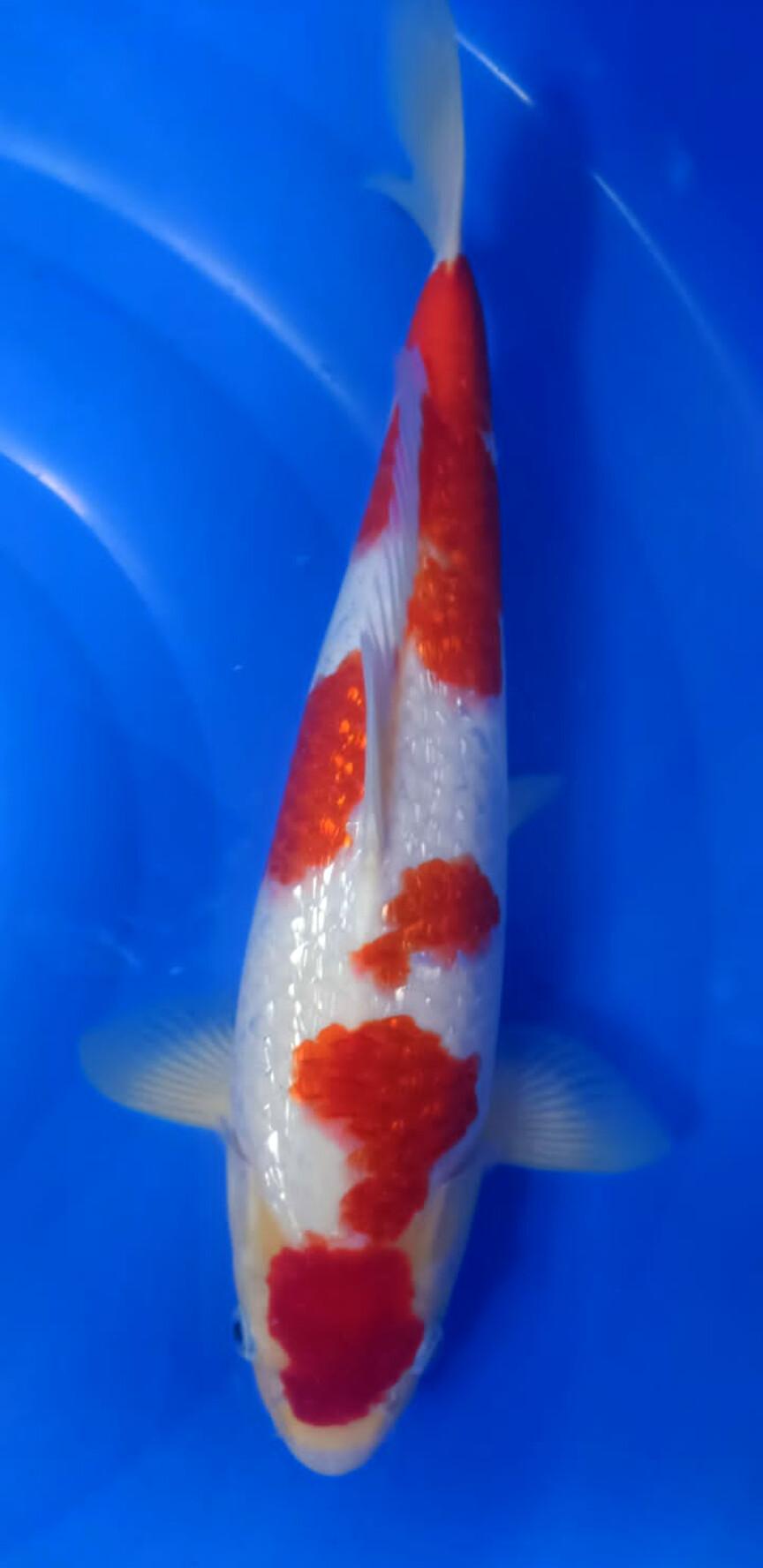 KOHAKU GINRIN HQ 39cm UNCHECK LOKAL