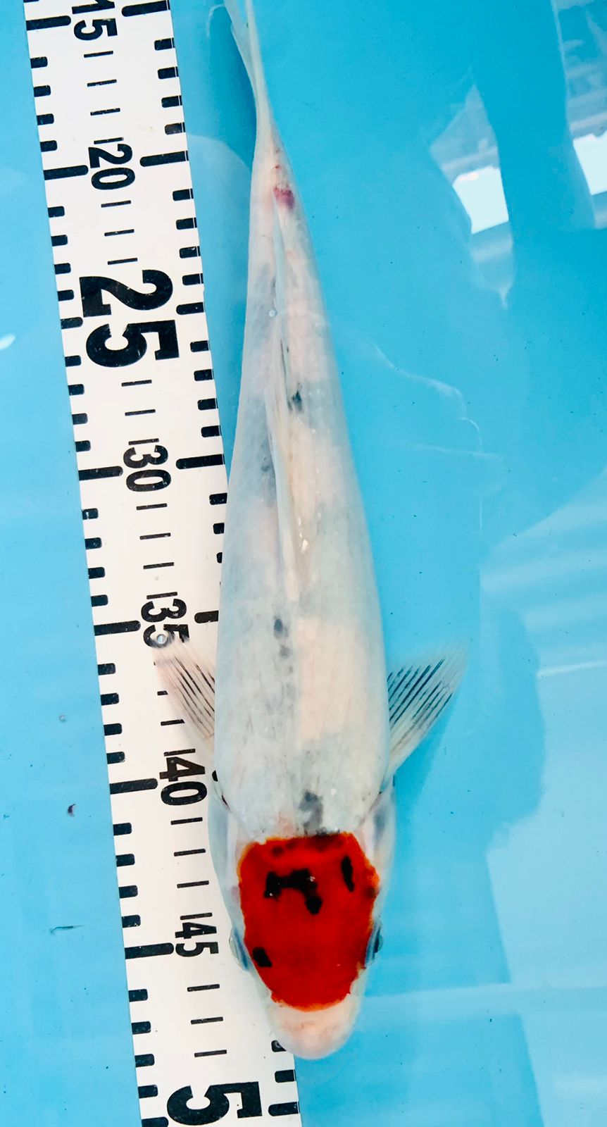 TANCO SHOWA TATEGOI 36cm