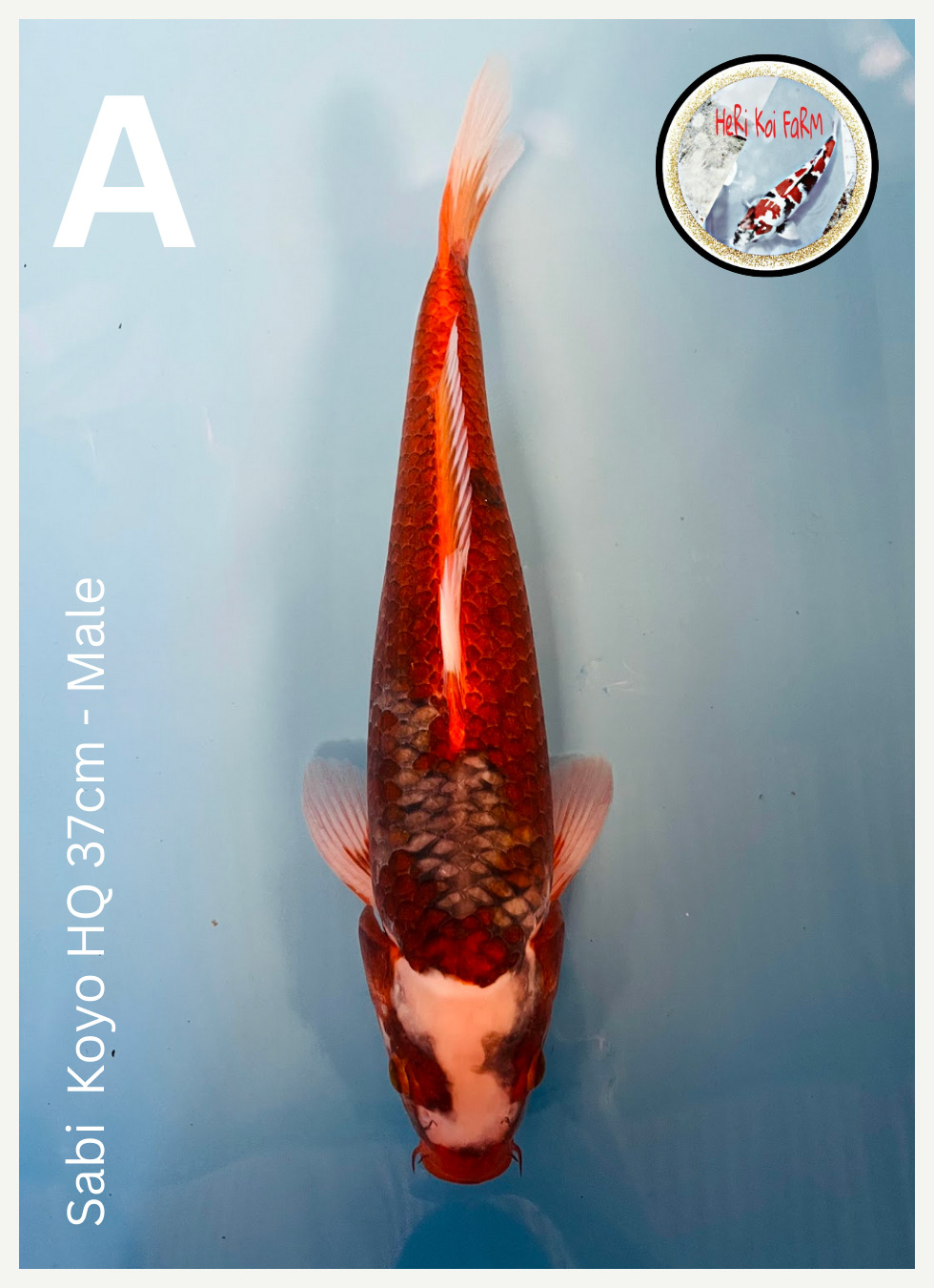 SABI KOYO HQ 37cm