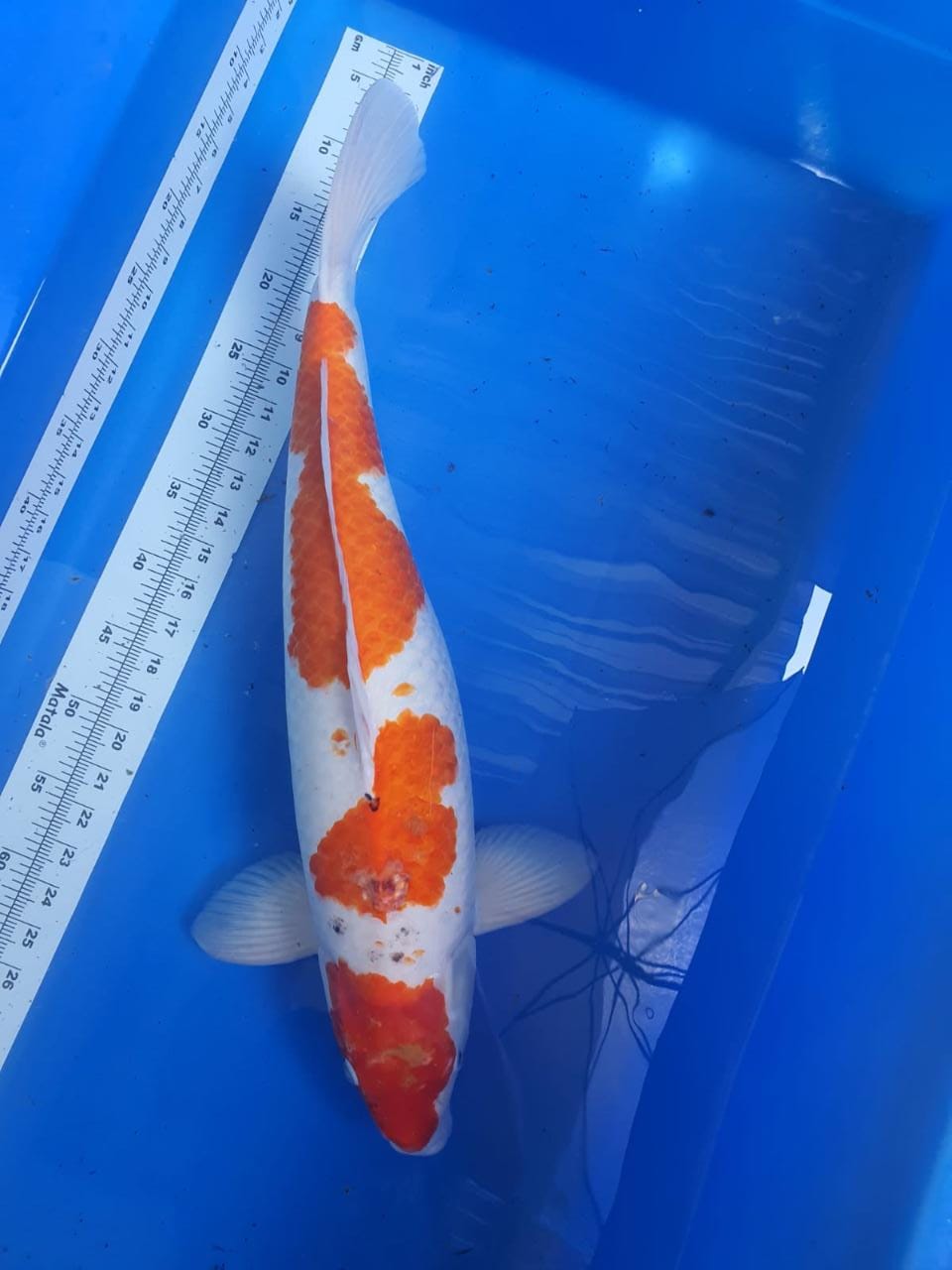 KOHAKU 3STEP ORIGINAL 60cm
