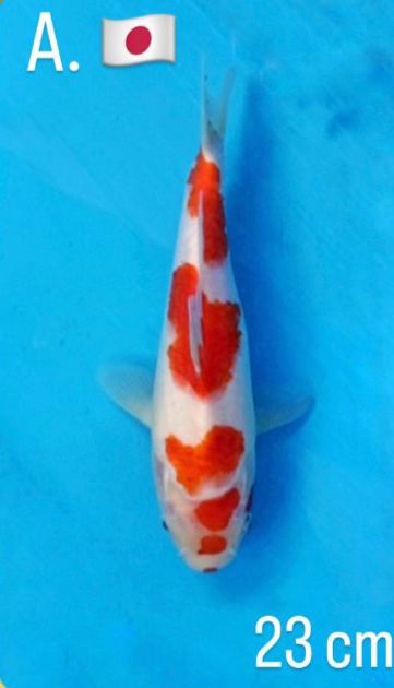 SAKAI LTD KOHAKU 23cm