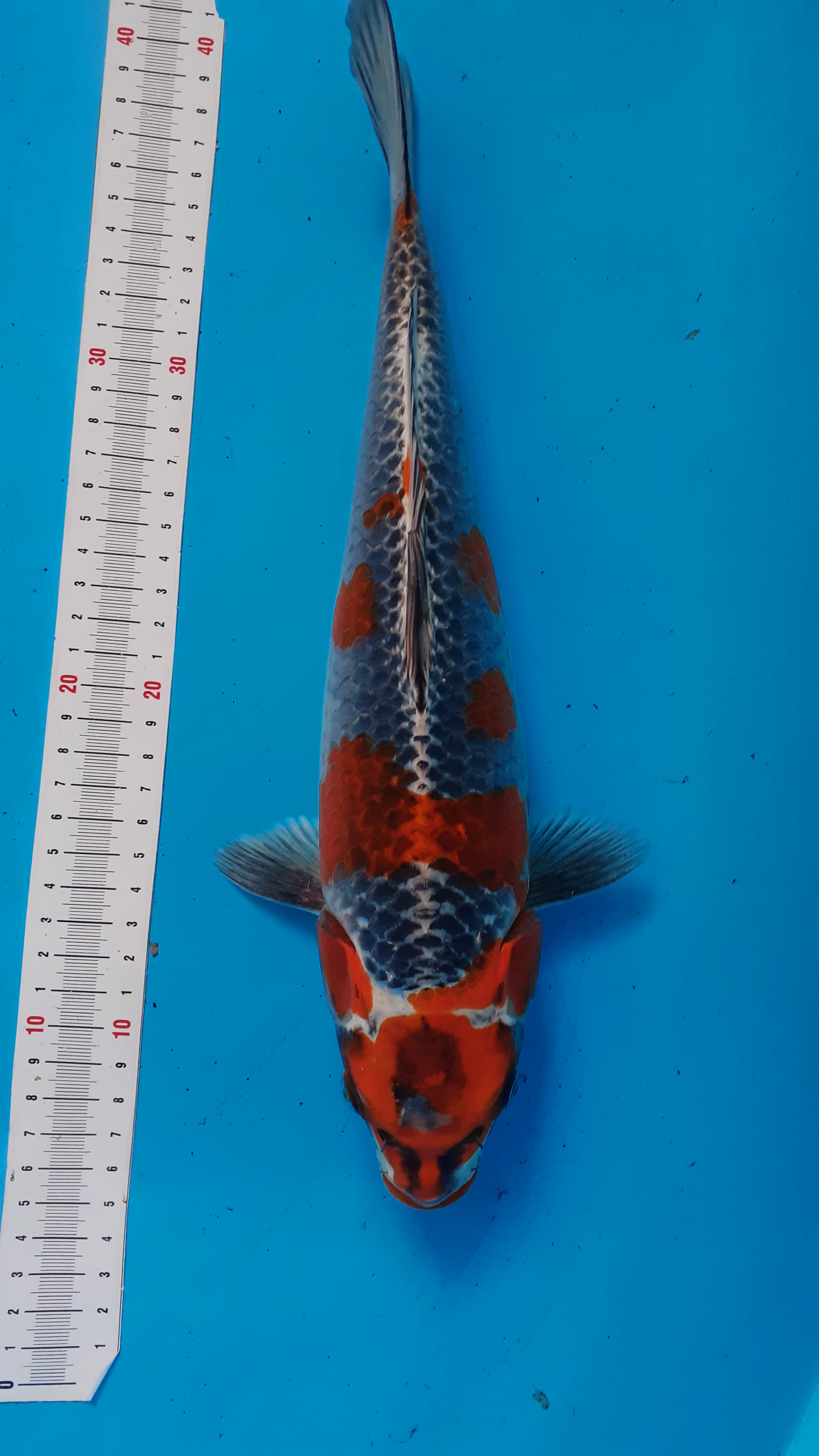 KUJAKU GINGGA 35cm