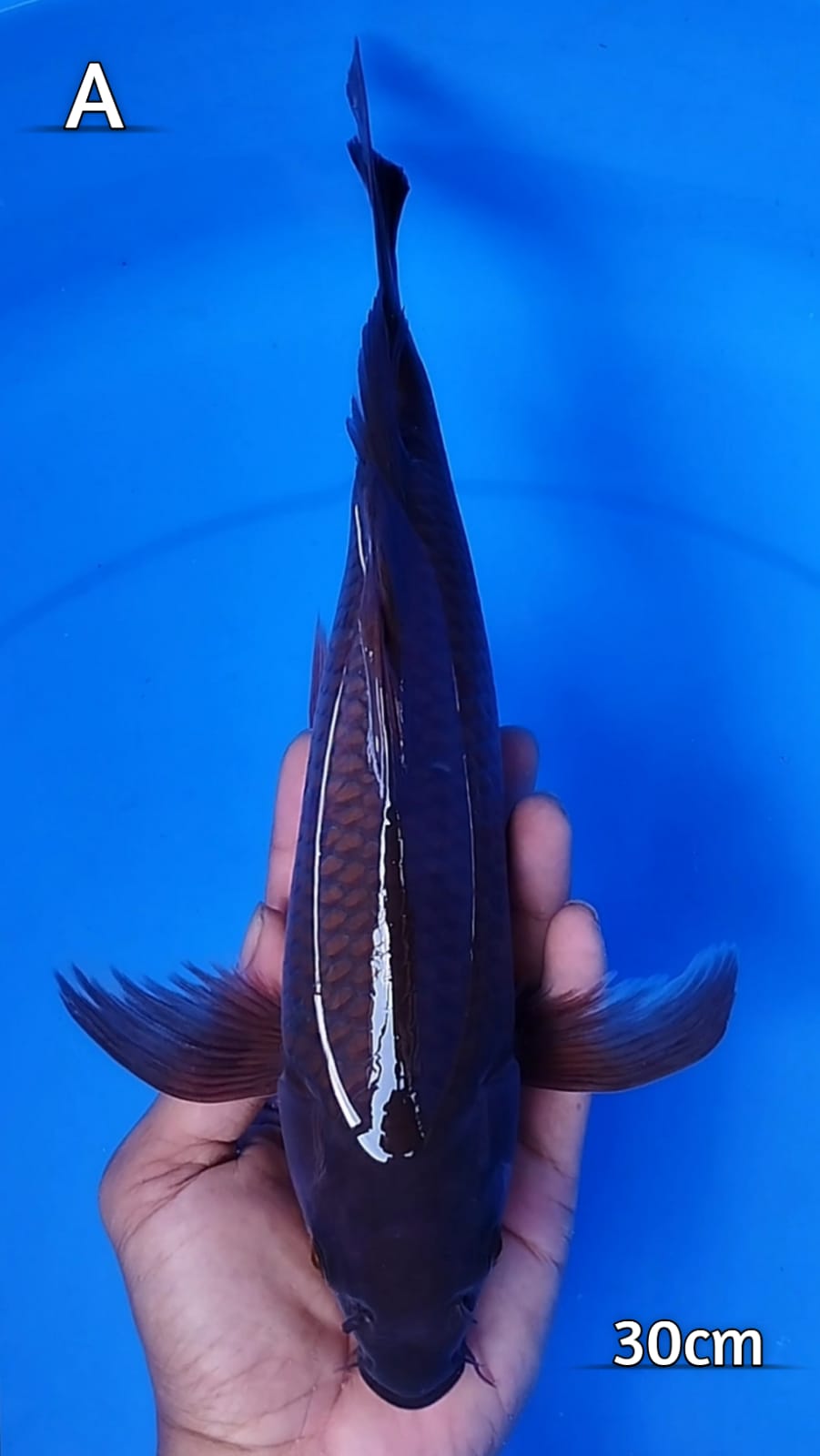 KARASU SLAYER 30cm