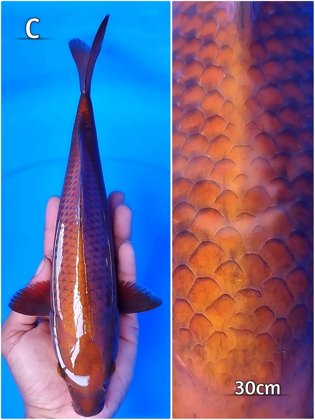 CHAGOI TEMBAGA GOOD FUKURIN 30cm