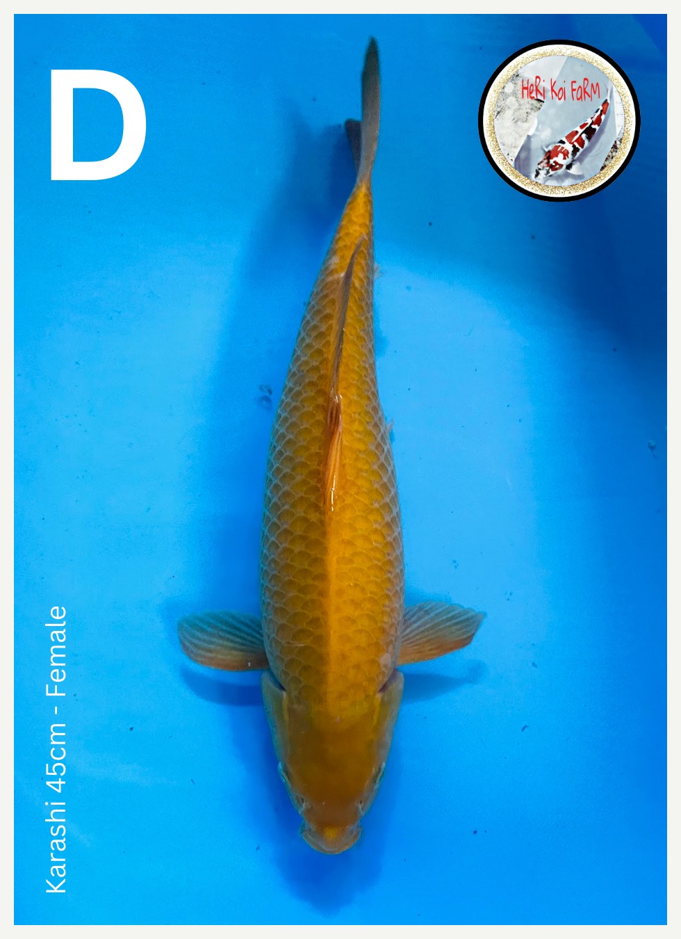 KARASI 45cm