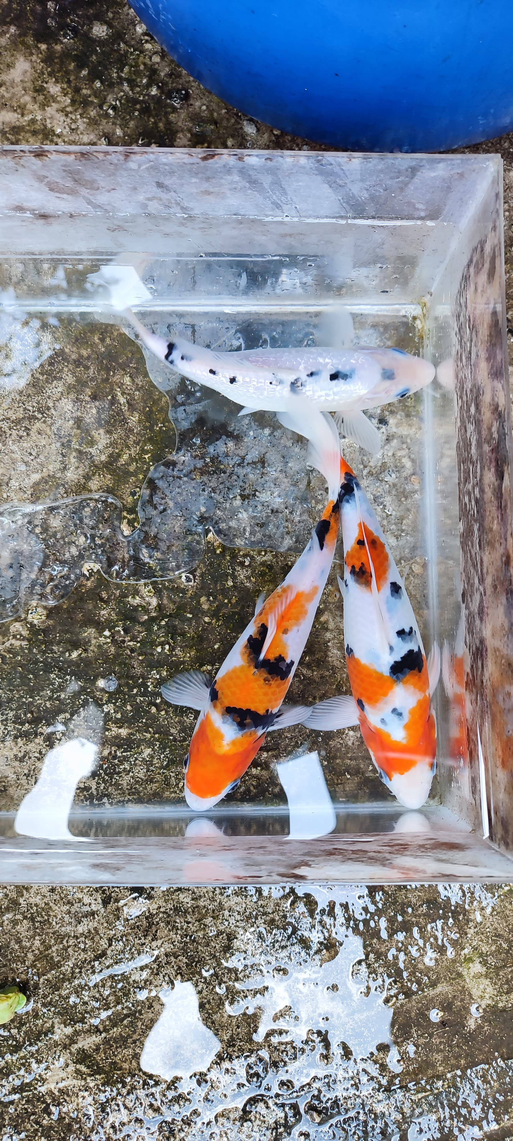 Lelang Koi Online, Jual Beli Ikan Koi, Pusat Jual Beli Koi, Info Lelang Koi Hari Ini, Platform Jual Beli Koi, Jual Beli Ikan Koi Online, Marketplace Ikan Koi, Jual Koi Terbaik, Tempat Beli Koi Berkualitas, Pasar Ikan Koi Online Terpercaya, Penjual Ikan Koi Terpercaya, Beli Koi Hias Online, Ikan Koi untuk Dijual, Koi Kualitas Terbaik, Toko Online Ikan Koi, Koi Hias Untuk Dijual, Jual Beli Ikan Koi Lokal, Koi Indonesia Online, Pusat Jual Beli Koi Terbesar