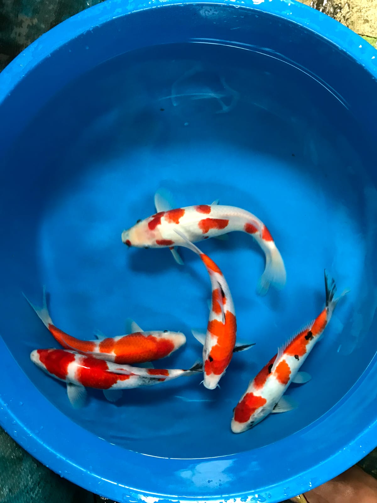 Lelang Koi Online, Jual Beli Ikan Koi, Pusat Jual Beli Koi, Info Lelang Koi Hari Ini, Platform Jual Beli Koi, Jual Beli Ikan Koi Online, Marketplace Ikan Koi, Jual Koi Terbaik, Tempat Beli Koi Berkualitas, Pasar Ikan Koi Online Terpercaya, Penjual Ikan Koi Terpercaya, Beli Koi Hias Online, Ikan Koi untuk Dijual, Koi Kualitas Terbaik, Toko Online Ikan Koi, Koi Hias Untuk Dijual, Jual Beli Ikan Koi Lokal, Koi Indonesia Online, Pusat Jual Beli Koi Terbesar