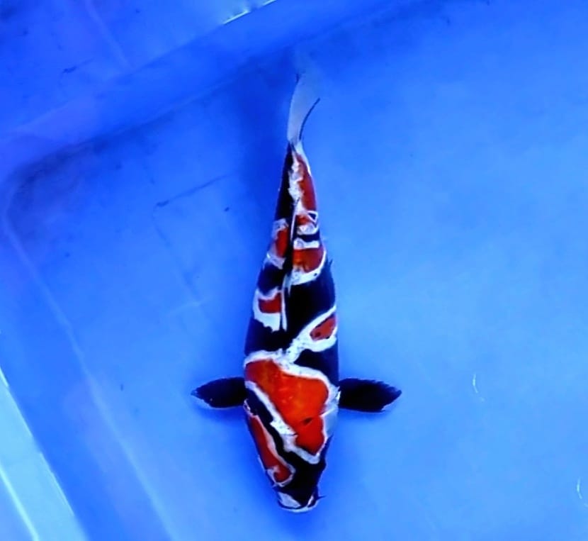 Ikan Koi SHOWA NARUTO DOITSU 24cm, lelang koi SHOWA NARUTO DOITSU 24cm, jual koi SHOWA NARUTO DOITSU 24cm, beli koi SHOWA NARUTO DOITSU 24cm, Lelang Koi Online, Jual Beli Ikan Koi, Pusat Jual Beli Koi, Info Lelang Koi Hari Ini, Platform Jual Beli Koi, Jual Beli Ikan Koi Online, Marketplace Ikan Koi, Jual Koi Terbaik, Tempat Beli Koi Berkualitas, Pasar Ikan Koi Online Terpercaya, Penjual Ikan Koi Terpercaya, Beli Koi Hias Online, Ikan Koi untuk Dijual, Koi Kualitas Terbaik, Toko Online Ikan Koi, Koi Hias Untuk Dijual, Jual Beli Ikan Koi Lokal, Koi Indonesia Online, Pusat Jual Beli Koi Terbesar