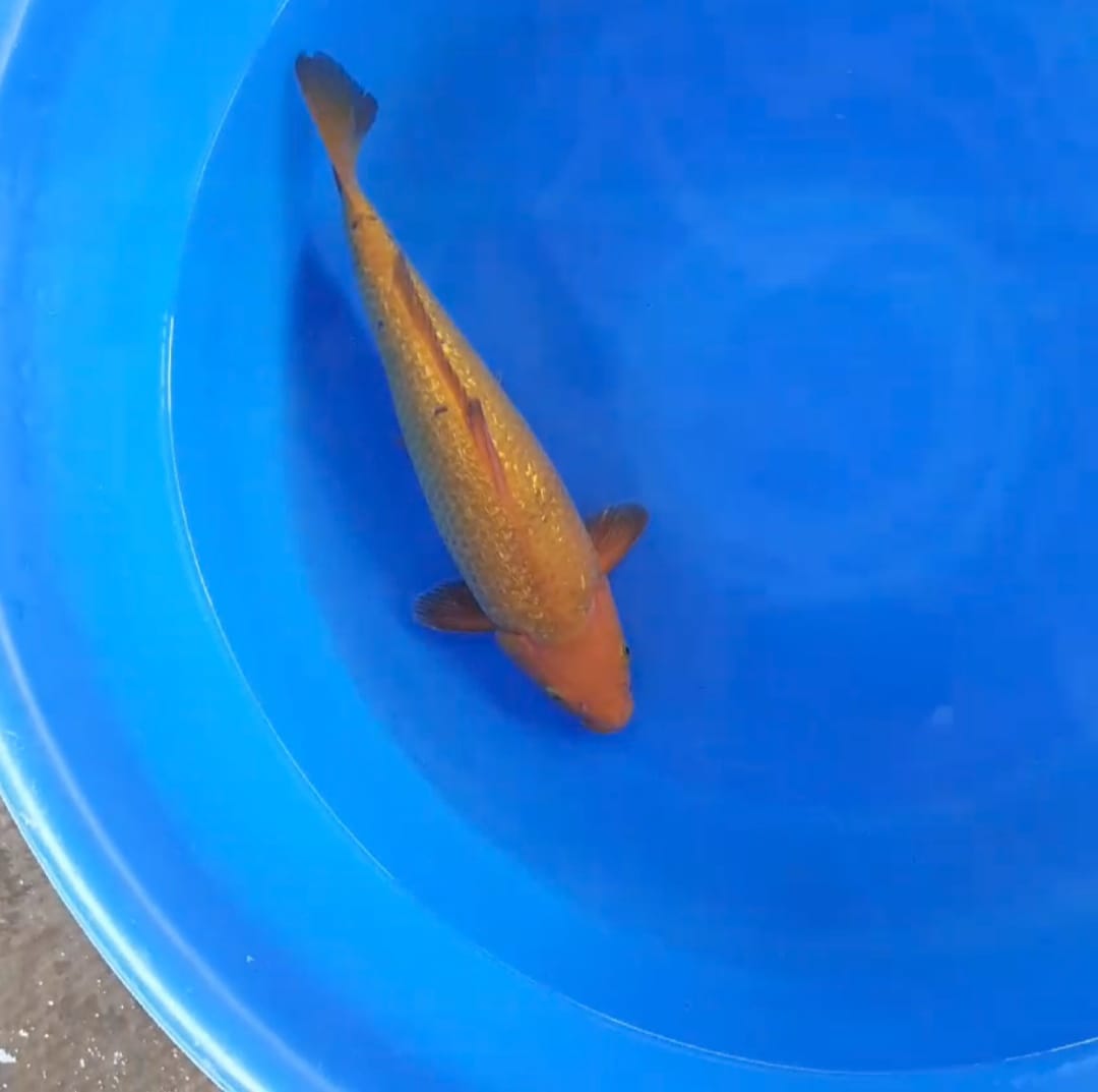 CARAMEL BREEDER KHUSNUL 39cm