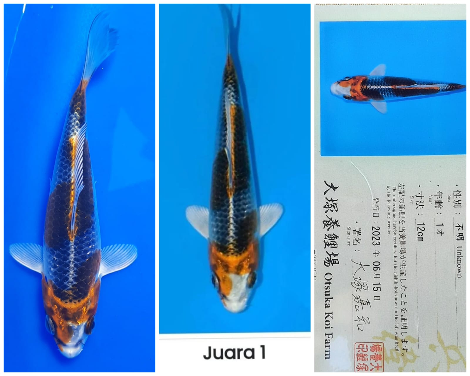 KUJAKU 15cm