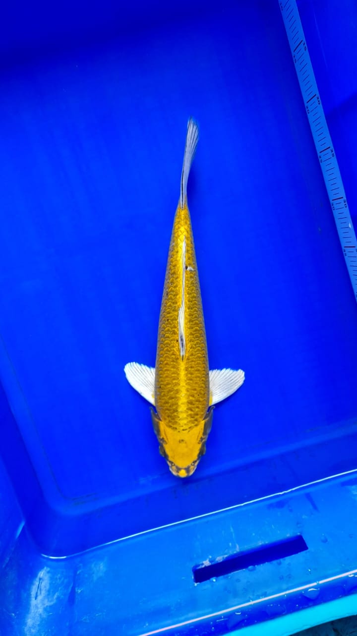 YELLOW MUKASI HQ 37cm