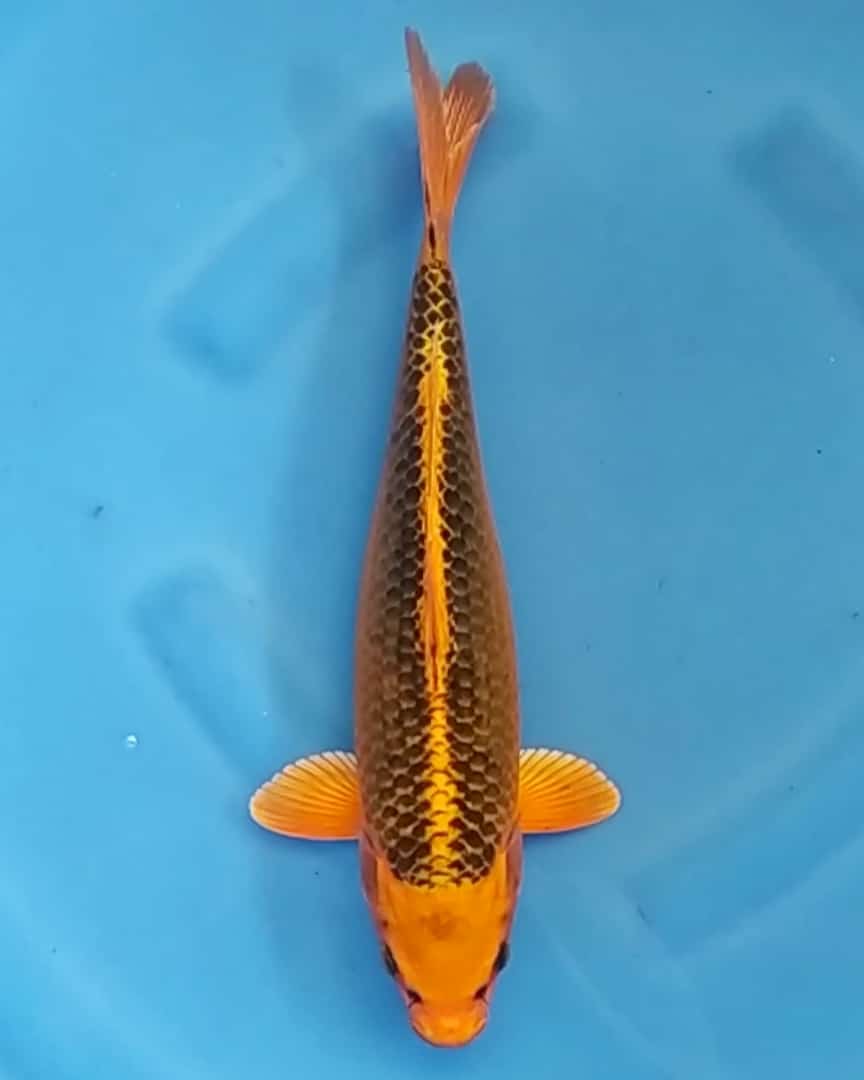 MATSUBA 36cm