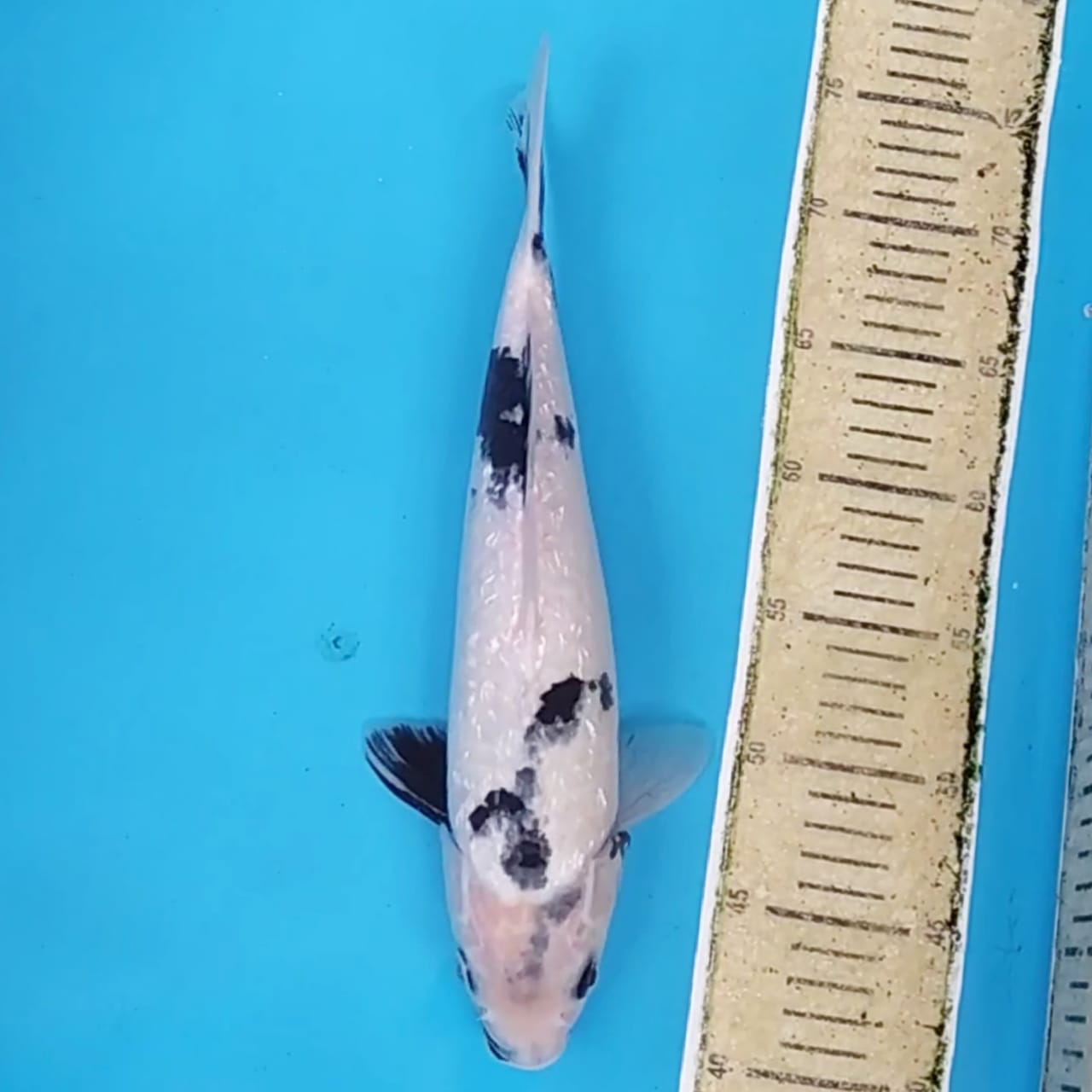 SHIRO GINRIN 34cm