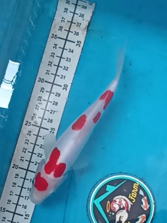 KOHAKU DOITSU 19cm