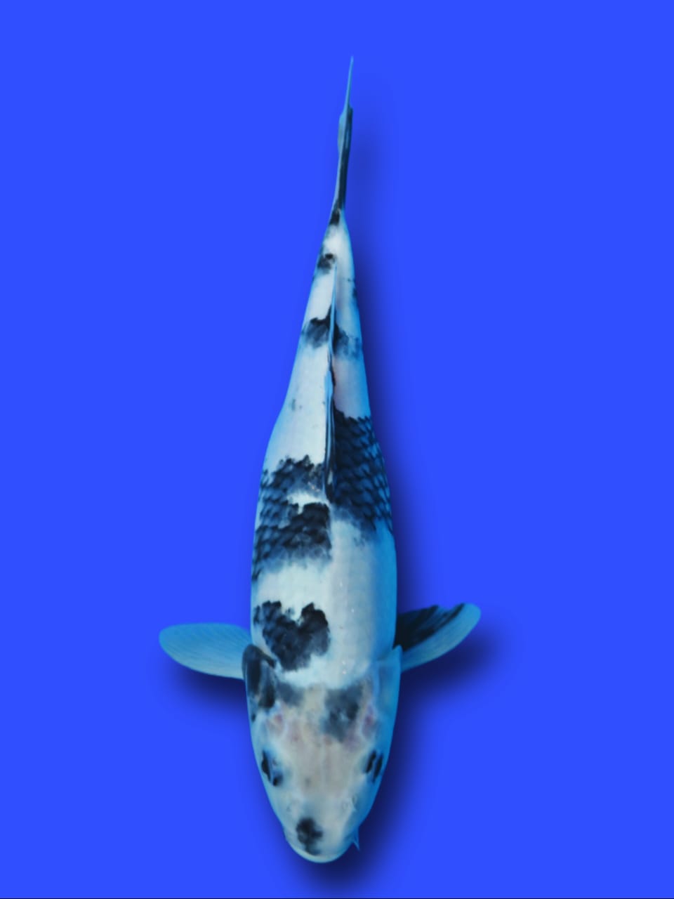 TATEGOI SHIRO 30cm