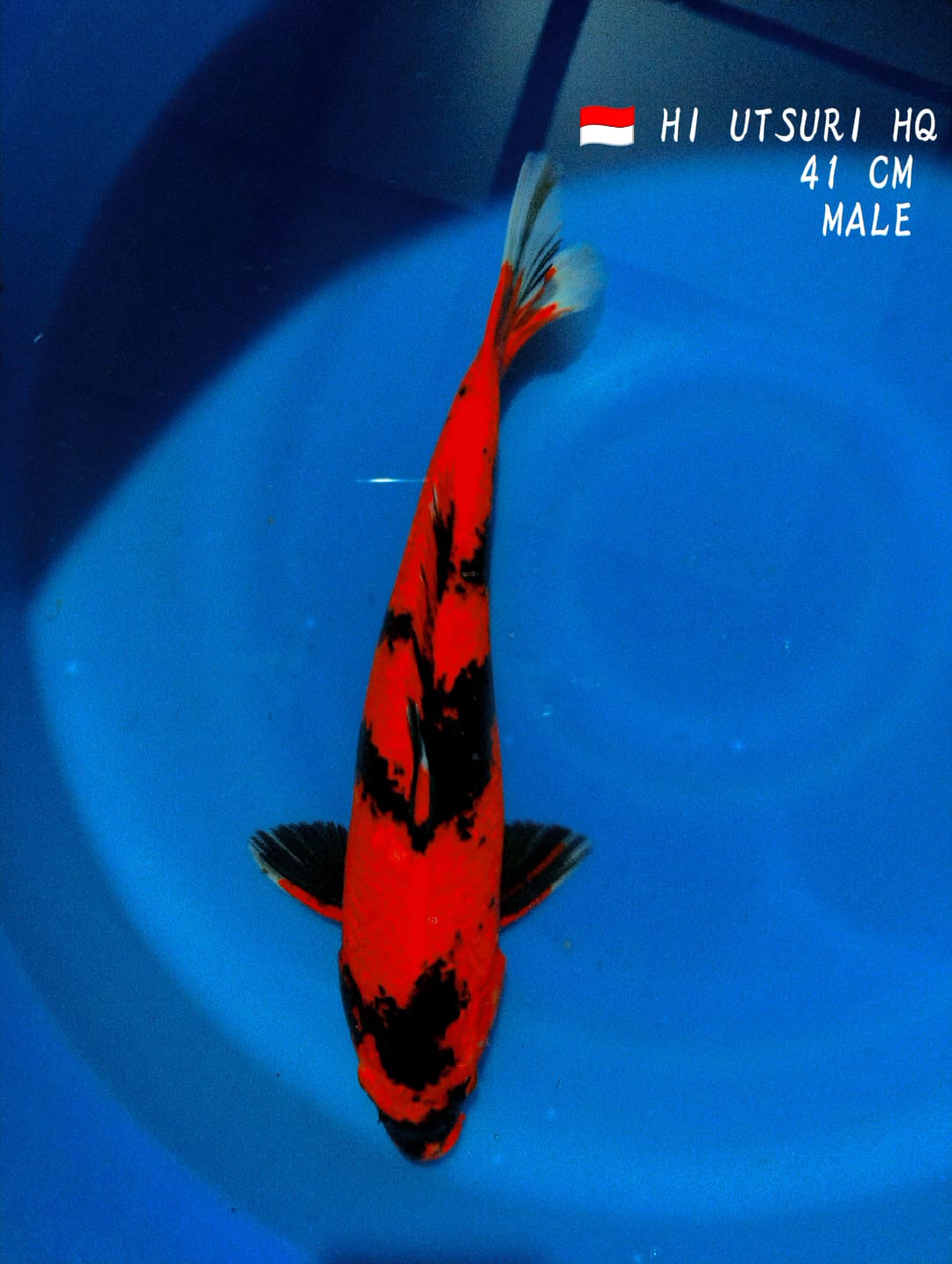 Lelang Koi Online, Jual Beli Ikan Koi, Pusat Jual Beli Koi, Info Lelang Koi Hari Ini, Platform Jual Beli Koi, Jual Beli Ikan Koi Online, Marketplace Ikan Koi, Jual Koi Terbaik, Tempat Beli Koi Berkualitas, Pasar Ikan Koi Online Terpercaya, Penjual Ikan Koi Terpercaya, Beli Koi Hias Online, Ikan Koi untuk Dijual, Koi Kualitas Terbaik, Toko Online Ikan Koi, Koi Hias Untuk Dijual, Jual Beli Ikan Koi Lokal, Koi Indonesia Online, Pusat Jual Beli Koi Terbesar