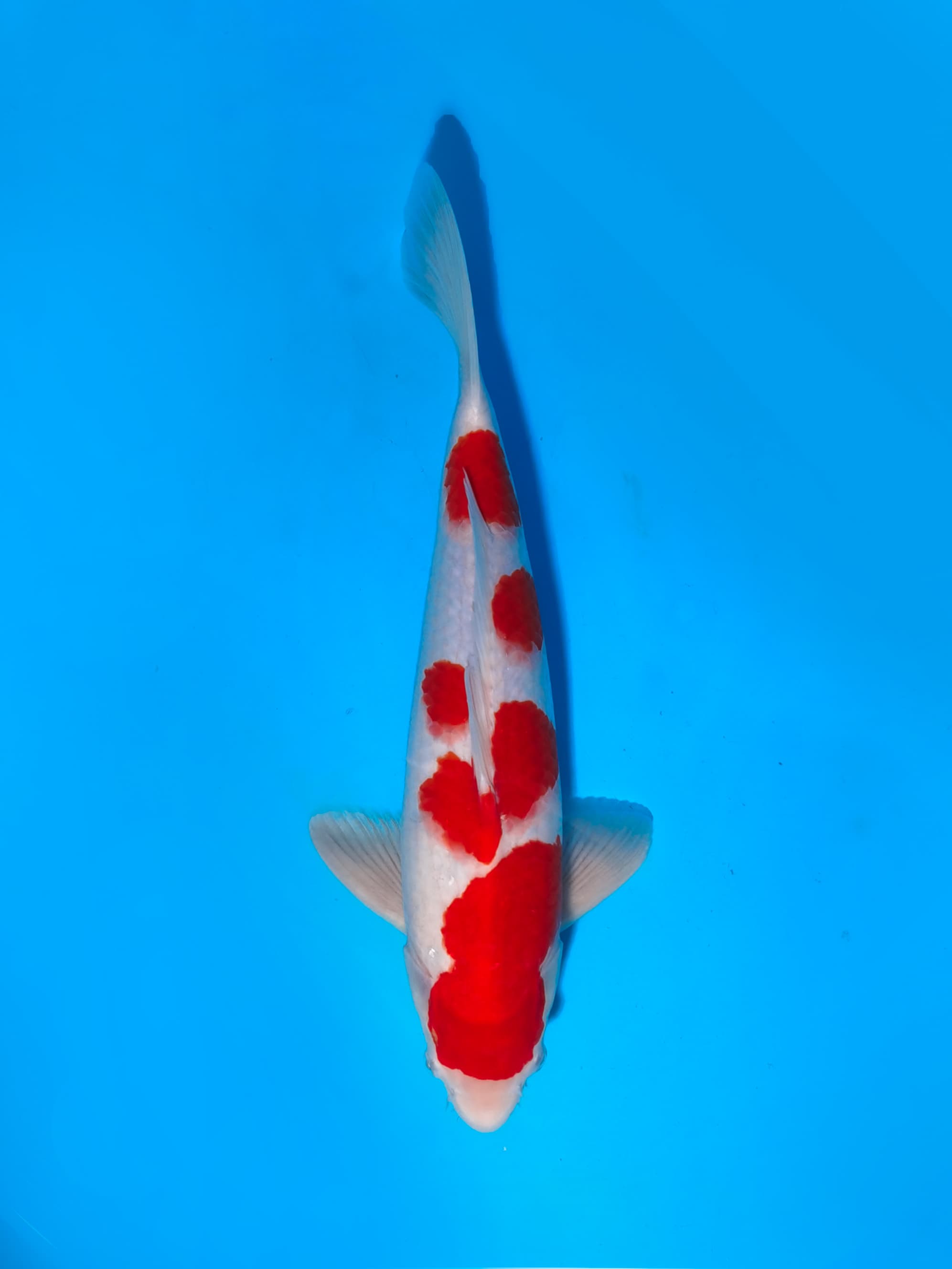 KOHAKU 38cm