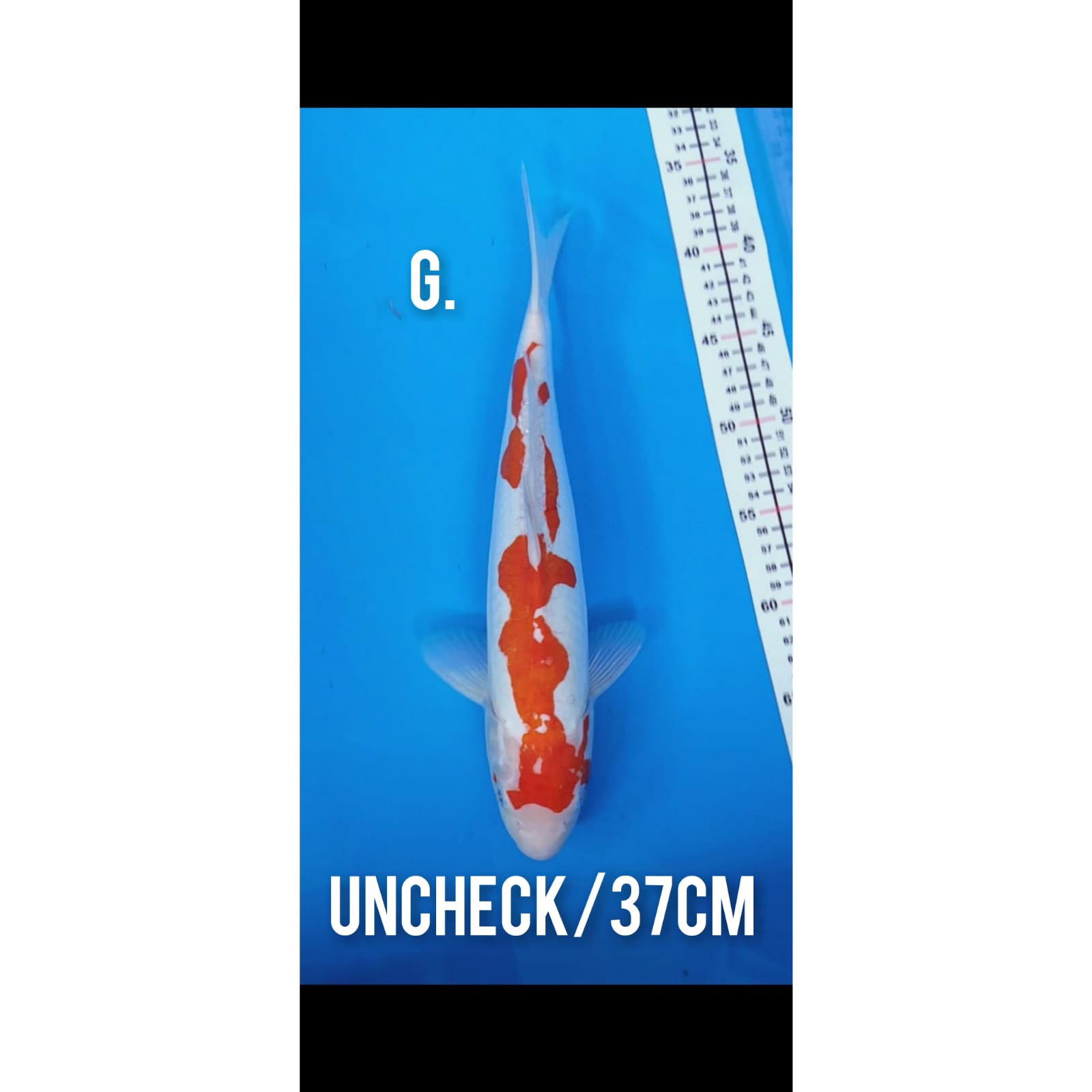 DOITSU KOHAKU 37cm
