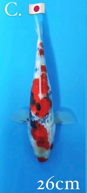 MARUSEI GUNRIN SHOWA 26cm