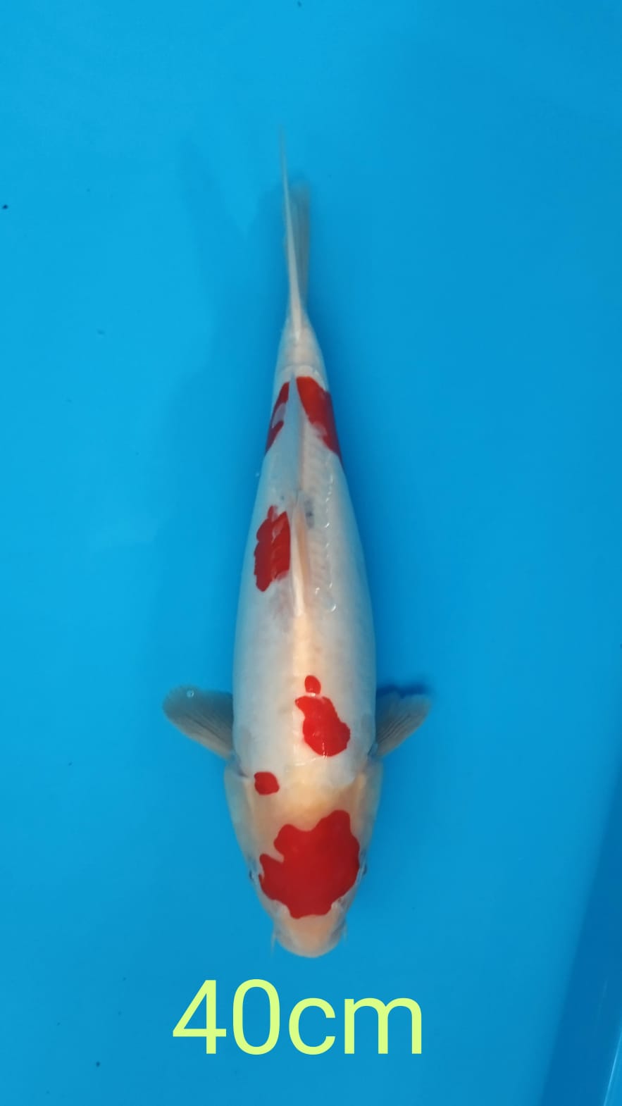 DOITSU SHOWA 40cm