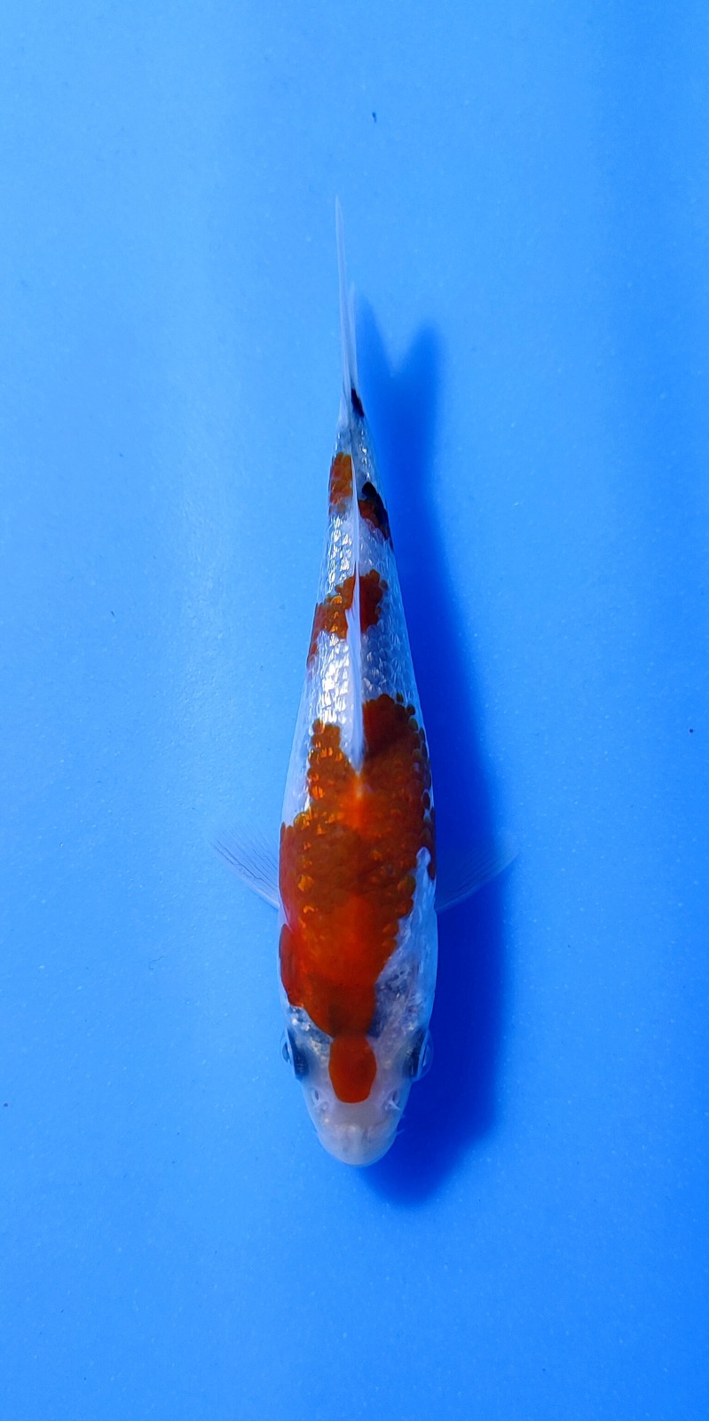 Ikan Koi SHOWA GINRIN 10-13cm, lelang koi SHOWA GINRIN 10-13cm, jual koi SHOWA GINRIN 10-13cm, beli koi SHOWA GINRIN 10-13cm, Lelang Koi Online, Jual Beli Ikan Koi, Pusat Jual Beli Koi, Info Lelang Koi Hari Ini, Platform Jual Beli Koi, Jual Beli Ikan Koi Online, Marketplace Ikan Koi, Jual Koi Terbaik, Tempat Beli Koi Berkualitas, Pasar Ikan Koi Online Terpercaya, Penjual Ikan Koi Terpercaya, Beli Koi Hias Online, Ikan Koi untuk Dijual, Koi Kualitas Terbaik, Toko Online Ikan Koi, Koi Hias Untuk Dijual, Jual Beli Ikan Koi Lokal, Koi Indonesia Online, Pusat Jual Beli Koi Terbesar