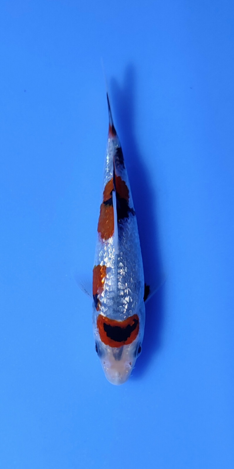 Ikan Koi SHOWA GINRIN 10-13cm, lelang koi SHOWA GINRIN 10-13cm, jual koi SHOWA GINRIN 10-13cm, beli koi SHOWA GINRIN 10-13cm, Lelang Koi Online, Jual Beli Ikan Koi, Pusat Jual Beli Koi, Info Lelang Koi Hari Ini, Platform Jual Beli Koi, Jual Beli Ikan Koi Online, Marketplace Ikan Koi, Jual Koi Terbaik, Tempat Beli Koi Berkualitas, Pasar Ikan Koi Online Terpercaya, Penjual Ikan Koi Terpercaya, Beli Koi Hias Online, Ikan Koi untuk Dijual, Koi Kualitas Terbaik, Toko Online Ikan Koi, Koi Hias Untuk Dijual, Jual Beli Ikan Koi Lokal, Koi Indonesia Online, Pusat Jual Beli Koi Terbesar