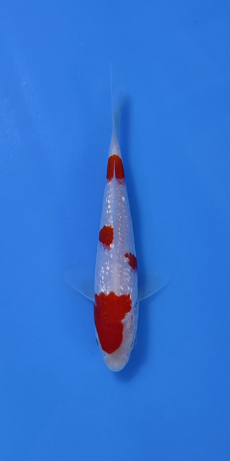 Ikan Koi KOHAKU GINRIN 10-13cm, lelang koi KOHAKU GINRIN 10-13cm, jual koi KOHAKU GINRIN 10-13cm, beli koi KOHAKU GINRIN 10-13cm, Lelang Koi Online, Jual Beli Ikan Koi, Pusat Jual Beli Koi, Info Lelang Koi Hari Ini, Platform Jual Beli Koi, Jual Beli Ikan Koi Online, Marketplace Ikan Koi, Jual Koi Terbaik, Tempat Beli Koi Berkualitas, Pasar Ikan Koi Online Terpercaya, Penjual Ikan Koi Terpercaya, Beli Koi Hias Online, Ikan Koi untuk Dijual, Koi Kualitas Terbaik, Toko Online Ikan Koi, Koi Hias Untuk Dijual, Jual Beli Ikan Koi Lokal, Koi Indonesia Online, Pusat Jual Beli Koi Terbesar