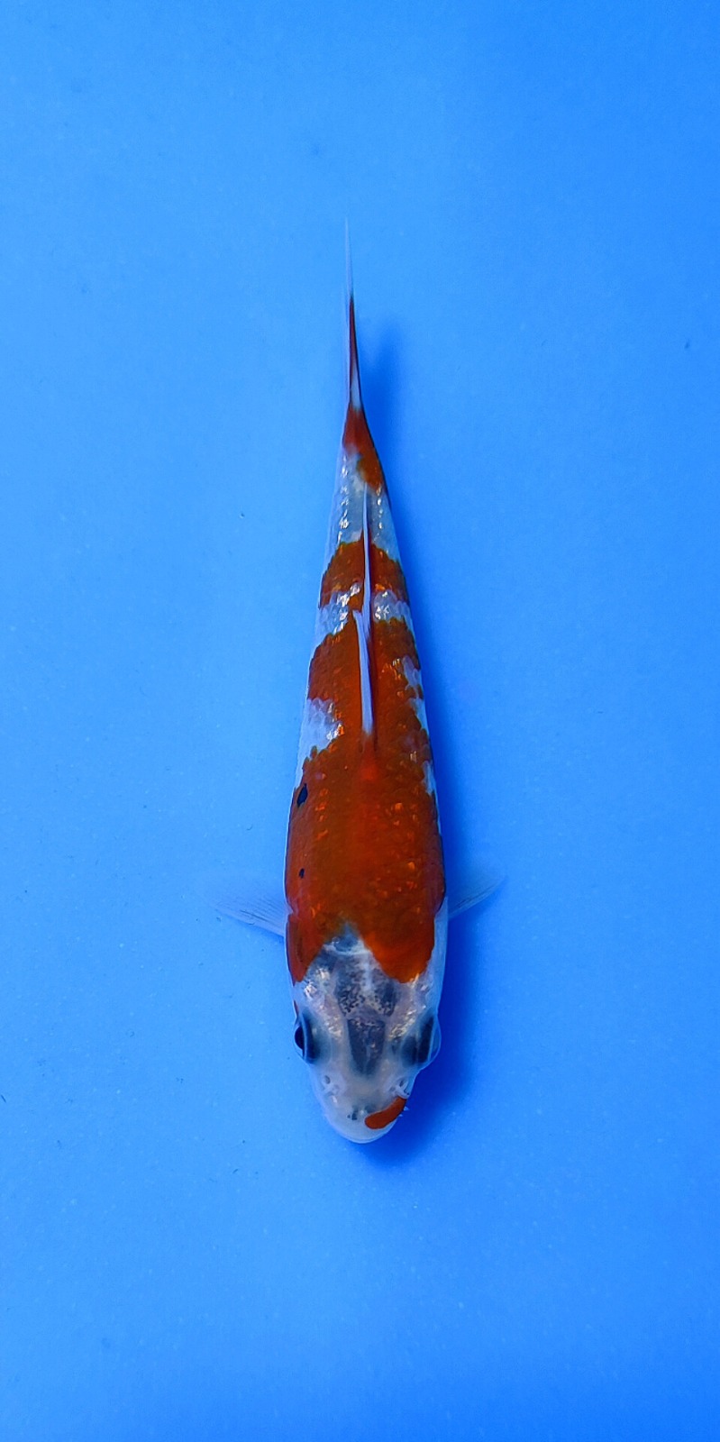 Ikan Koi KOHAKU GINRIN 10-13cm, lelang koi KOHAKU GINRIN 10-13cm, jual koi KOHAKU GINRIN 10-13cm, beli koi KOHAKU GINRIN 10-13cm, Lelang Koi Online, Jual Beli Ikan Koi, Pusat Jual Beli Koi, Info Lelang Koi Hari Ini, Platform Jual Beli Koi, Jual Beli Ikan Koi Online, Marketplace Ikan Koi, Jual Koi Terbaik, Tempat Beli Koi Berkualitas, Pasar Ikan Koi Online Terpercaya, Penjual Ikan Koi Terpercaya, Beli Koi Hias Online, Ikan Koi untuk Dijual, Koi Kualitas Terbaik, Toko Online Ikan Koi, Koi Hias Untuk Dijual, Jual Beli Ikan Koi Lokal, Koi Indonesia Online, Pusat Jual Beli Koi Terbesar