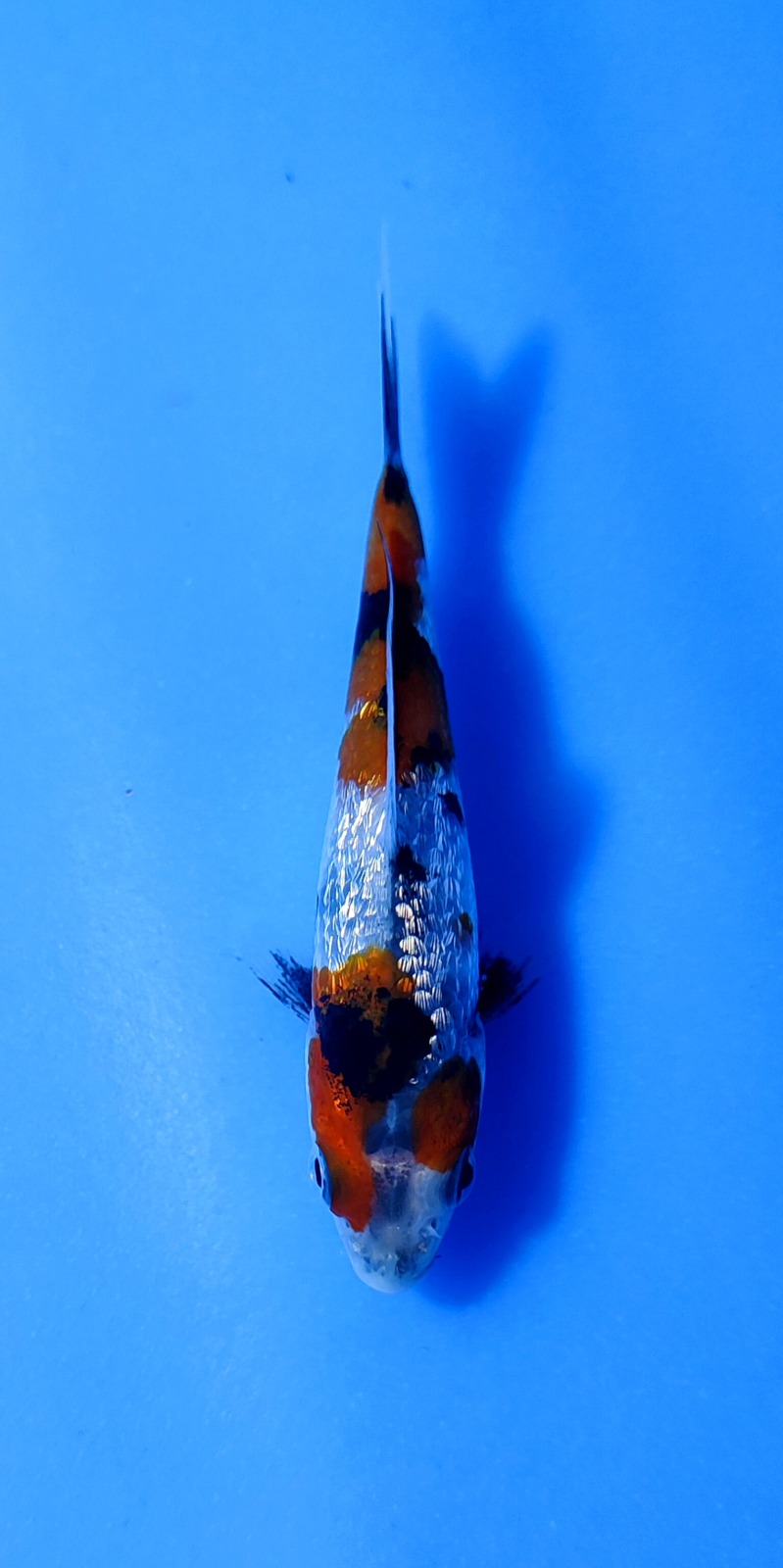 Ikan Koi SHOWA GINRIN 10-13cm, lelang koi SHOWA GINRIN 10-13cm, jual koi SHOWA GINRIN 10-13cm, beli koi SHOWA GINRIN 10-13cm, Lelang Koi Online, Jual Beli Ikan Koi, Pusat Jual Beli Koi, Info Lelang Koi Hari Ini, Platform Jual Beli Koi, Jual Beli Ikan Koi Online, Marketplace Ikan Koi, Jual Koi Terbaik, Tempat Beli Koi Berkualitas, Pasar Ikan Koi Online Terpercaya, Penjual Ikan Koi Terpercaya, Beli Koi Hias Online, Ikan Koi untuk Dijual, Koi Kualitas Terbaik, Toko Online Ikan Koi, Koi Hias Untuk Dijual, Jual Beli Ikan Koi Lokal, Koi Indonesia Online, Pusat Jual Beli Koi Terbesar