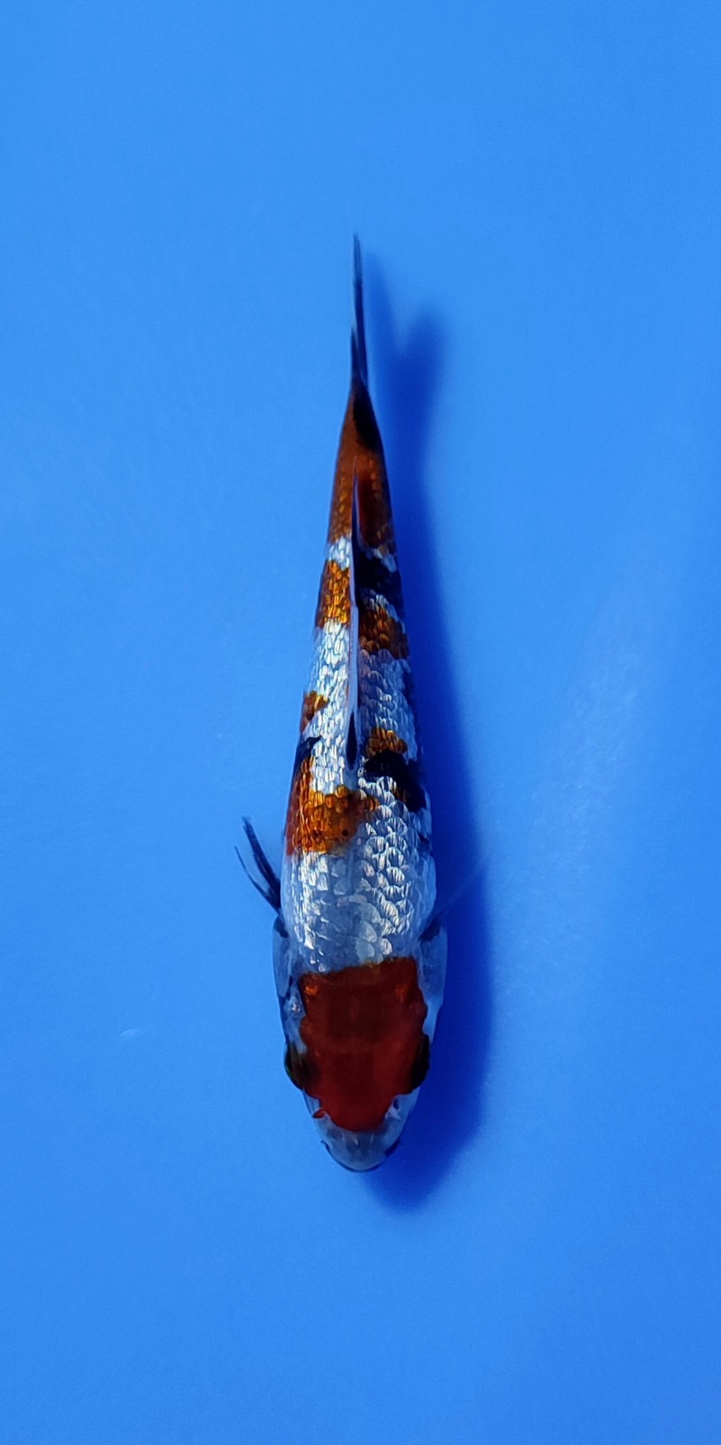 Ikan Koi SHOWA GINRIN 10-13cm, lelang koi SHOWA GINRIN 10-13cm, jual koi SHOWA GINRIN 10-13cm, beli koi SHOWA GINRIN 10-13cm, Lelang Koi Online, Jual Beli Ikan Koi, Pusat Jual Beli Koi, Info Lelang Koi Hari Ini, Platform Jual Beli Koi, Jual Beli Ikan Koi Online, Marketplace Ikan Koi, Jual Koi Terbaik, Tempat Beli Koi Berkualitas, Pasar Ikan Koi Online Terpercaya, Penjual Ikan Koi Terpercaya, Beli Koi Hias Online, Ikan Koi untuk Dijual, Koi Kualitas Terbaik, Toko Online Ikan Koi, Koi Hias Untuk Dijual, Jual Beli Ikan Koi Lokal, Koi Indonesia Online, Pusat Jual Beli Koi Terbesar