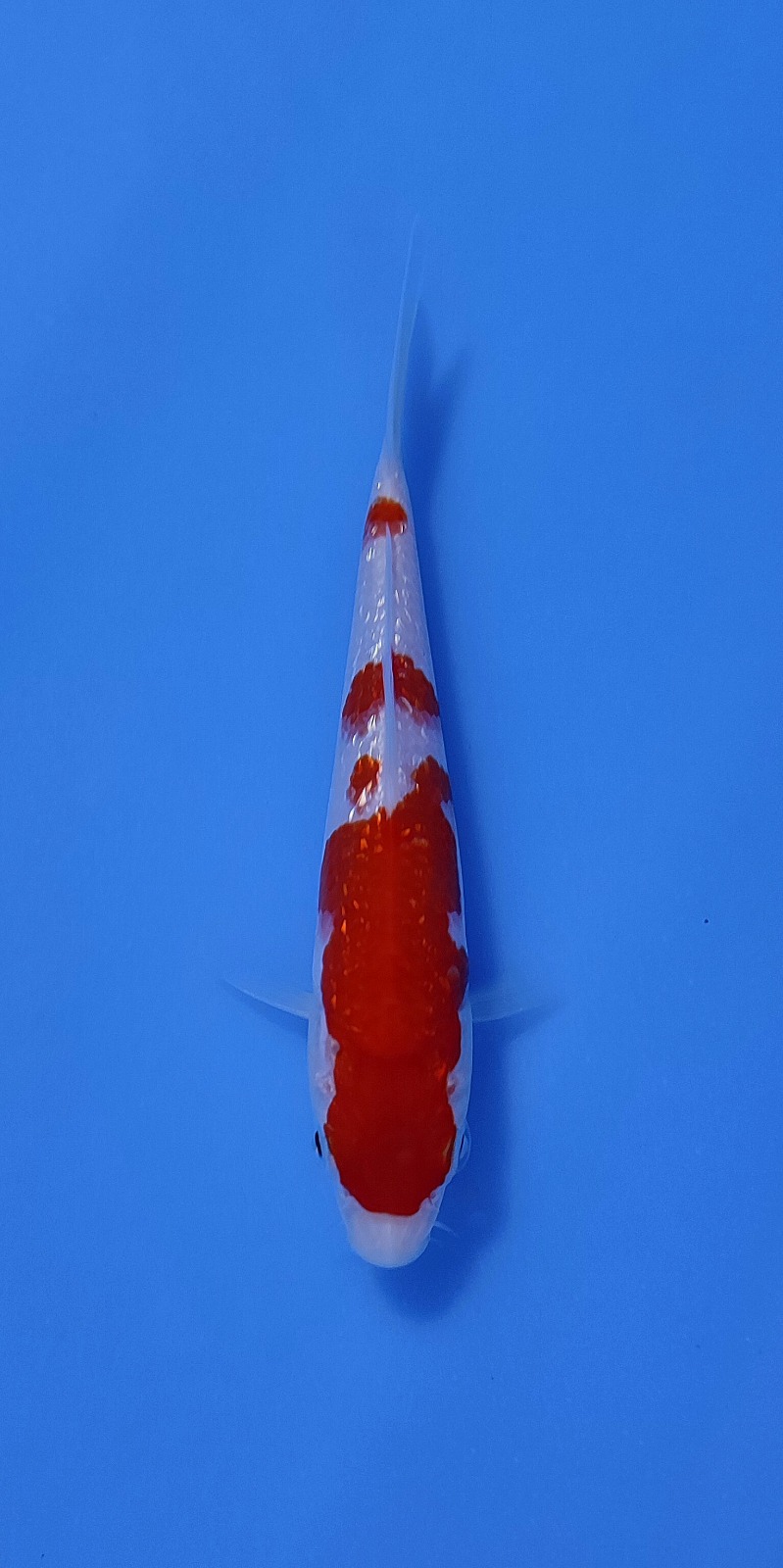 Ikan Koi KOHAKU GINRIN 10-13cm, lelang koi KOHAKU GINRIN 10-13cm, jual koi KOHAKU GINRIN 10-13cm, beli koi KOHAKU GINRIN 10-13cm, Lelang Koi Online, Jual Beli Ikan Koi, Pusat Jual Beli Koi, Info Lelang Koi Hari Ini, Platform Jual Beli Koi, Jual Beli Ikan Koi Online, Marketplace Ikan Koi, Jual Koi Terbaik, Tempat Beli Koi Berkualitas, Pasar Ikan Koi Online Terpercaya, Penjual Ikan Koi Terpercaya, Beli Koi Hias Online, Ikan Koi untuk Dijual, Koi Kualitas Terbaik, Toko Online Ikan Koi, Koi Hias Untuk Dijual, Jual Beli Ikan Koi Lokal, Koi Indonesia Online, Pusat Jual Beli Koi Terbesar