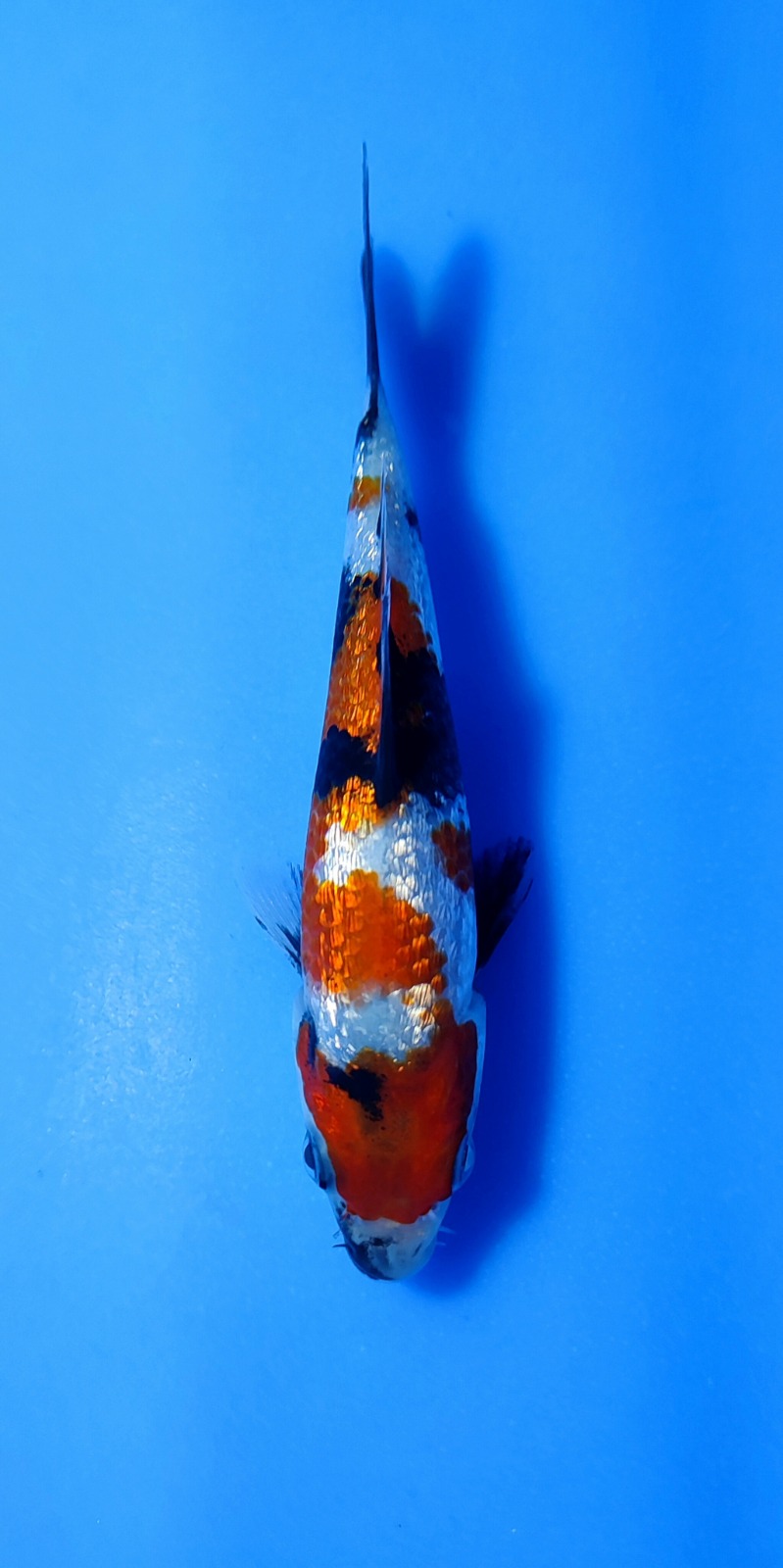 Ikan Koi SHOWA GINRIN 10-13cm, lelang koi SHOWA GINRIN 10-13cm, jual koi SHOWA GINRIN 10-13cm, beli koi SHOWA GINRIN 10-13cm, Lelang Koi Online, Jual Beli Ikan Koi, Pusat Jual Beli Koi, Info Lelang Koi Hari Ini, Platform Jual Beli Koi, Jual Beli Ikan Koi Online, Marketplace Ikan Koi, Jual Koi Terbaik, Tempat Beli Koi Berkualitas, Pasar Ikan Koi Online Terpercaya, Penjual Ikan Koi Terpercaya, Beli Koi Hias Online, Ikan Koi untuk Dijual, Koi Kualitas Terbaik, Toko Online Ikan Koi, Koi Hias Untuk Dijual, Jual Beli Ikan Koi Lokal, Koi Indonesia Online, Pusat Jual Beli Koi Terbesar