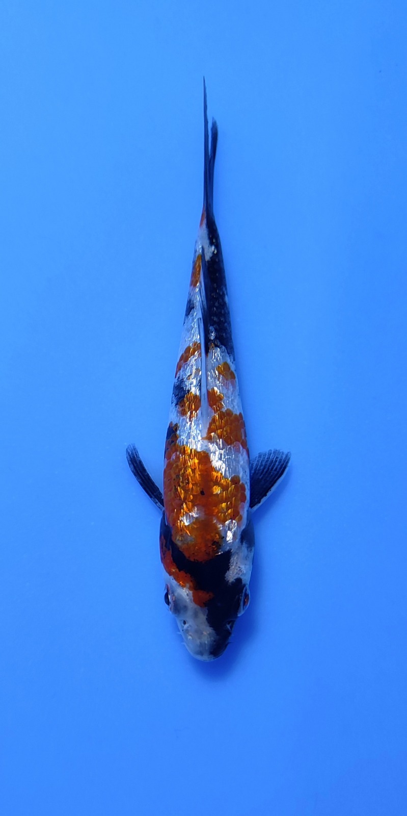 Ikan Koi SHOWA GINRIN 10-13cm, lelang koi SHOWA GINRIN 10-13cm, jual koi SHOWA GINRIN 10-13cm, beli koi SHOWA GINRIN 10-13cm, Lelang Koi Online, Jual Beli Ikan Koi, Pusat Jual Beli Koi, Info Lelang Koi Hari Ini, Platform Jual Beli Koi, Jual Beli Ikan Koi Online, Marketplace Ikan Koi, Jual Koi Terbaik, Tempat Beli Koi Berkualitas, Pasar Ikan Koi Online Terpercaya, Penjual Ikan Koi Terpercaya, Beli Koi Hias Online, Ikan Koi untuk Dijual, Koi Kualitas Terbaik, Toko Online Ikan Koi, Koi Hias Untuk Dijual, Jual Beli Ikan Koi Lokal, Koi Indonesia Online, Pusat Jual Beli Koi Terbesar