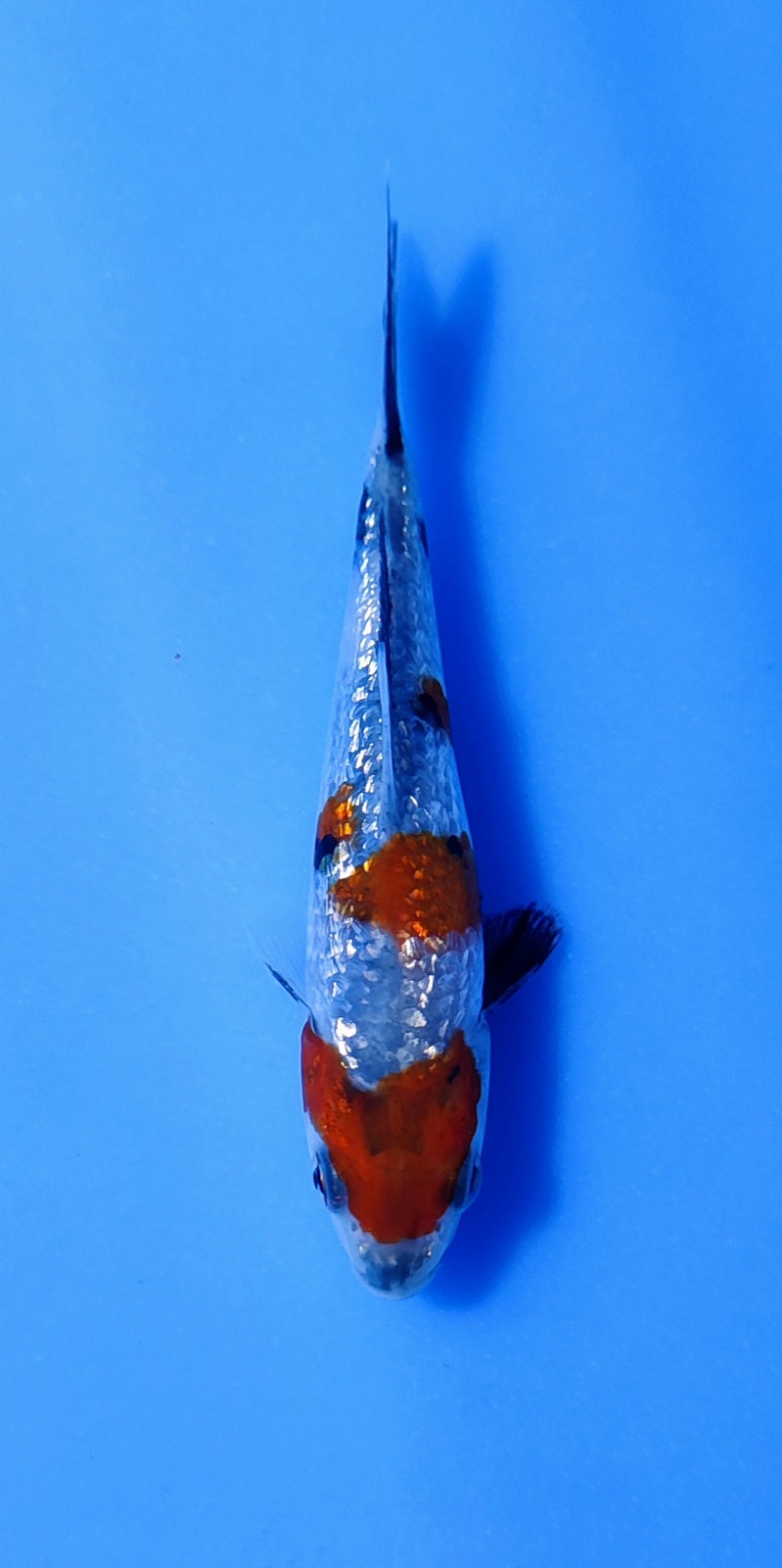 Ikan Koi SHOWA GINRIN 10-13cm, lelang koi SHOWA GINRIN 10-13cm, jual koi SHOWA GINRIN 10-13cm, beli koi SHOWA GINRIN 10-13cm, Lelang Koi Online, Jual Beli Ikan Koi, Pusat Jual Beli Koi, Info Lelang Koi Hari Ini, Platform Jual Beli Koi, Jual Beli Ikan Koi Online, Marketplace Ikan Koi, Jual Koi Terbaik, Tempat Beli Koi Berkualitas, Pasar Ikan Koi Online Terpercaya, Penjual Ikan Koi Terpercaya, Beli Koi Hias Online, Ikan Koi untuk Dijual, Koi Kualitas Terbaik, Toko Online Ikan Koi, Koi Hias Untuk Dijual, Jual Beli Ikan Koi Lokal, Koi Indonesia Online, Pusat Jual Beli Koi Terbesar