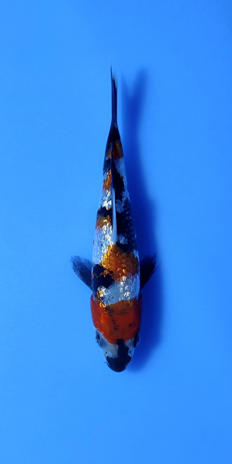 Ikan Koi KOHAKU GINRIN 10-13cm, lelang koi KOHAKU GINRIN 10-13cm, jual koi KOHAKU GINRIN 10-13cm, beli koi KOHAKU GINRIN 10-13cm, Lelang Koi Online, Jual Beli Ikan Koi, Pusat Jual Beli Koi, Info Lelang Koi Hari Ini, Platform Jual Beli Koi, Jual Beli Ikan Koi Online, Marketplace Ikan Koi, Jual Koi Terbaik, Tempat Beli Koi Berkualitas, Pasar Ikan Koi Online Terpercaya, Penjual Ikan Koi Terpercaya, Beli Koi Hias Online, Ikan Koi untuk Dijual, Koi Kualitas Terbaik, Toko Online Ikan Koi, Koi Hias Untuk Dijual, Jual Beli Ikan Koi Lokal, Koi Indonesia Online, Pusat Jual Beli Koi Terbesar