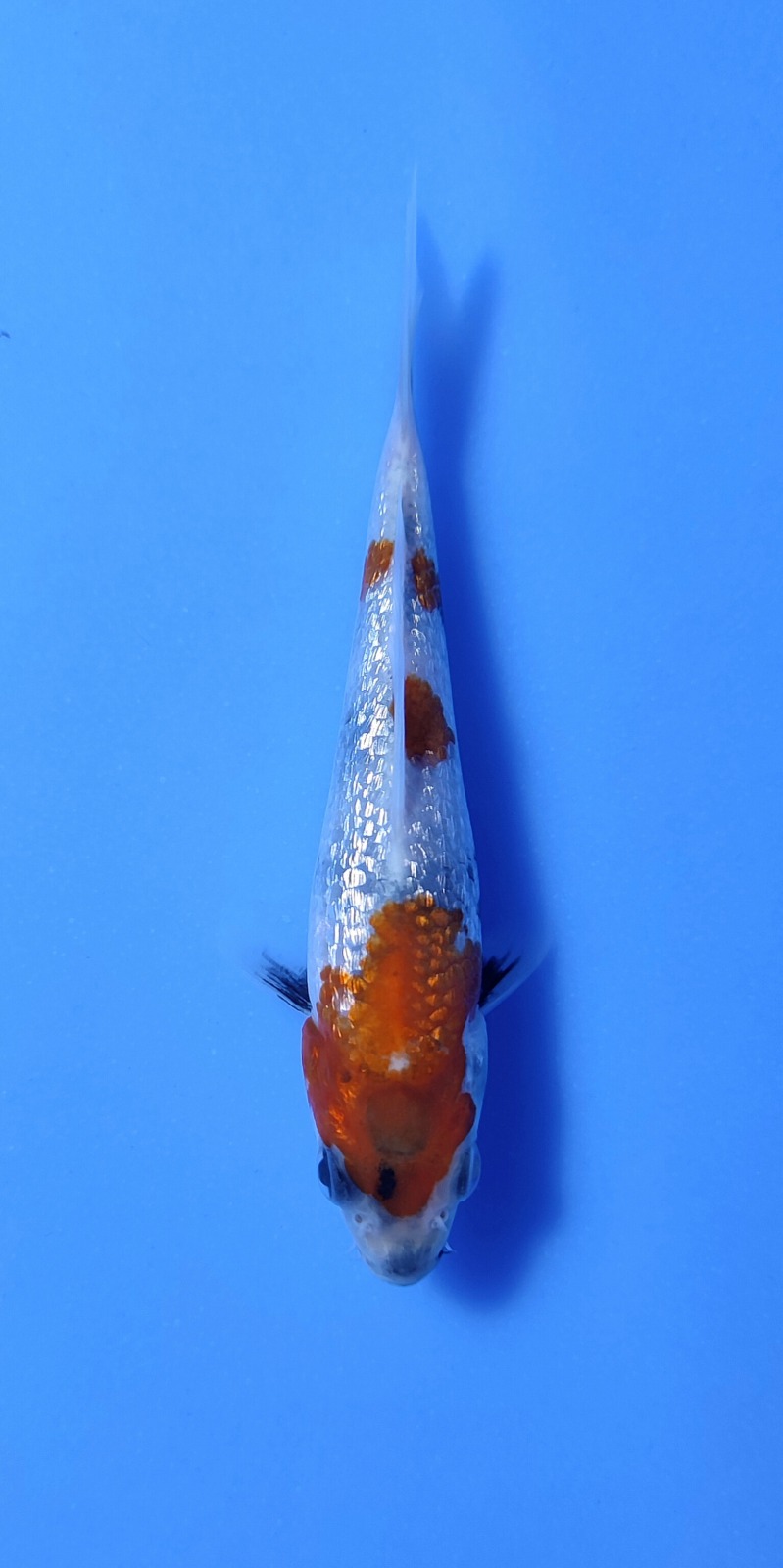 Ikan Koi SHOWA GINRIN 10-13cm, lelang koi SHOWA GINRIN 10-13cm, jual koi SHOWA GINRIN 10-13cm, beli koi SHOWA GINRIN 10-13cm, Lelang Koi Online, Jual Beli Ikan Koi, Pusat Jual Beli Koi, Info Lelang Koi Hari Ini, Platform Jual Beli Koi, Jual Beli Ikan Koi Online, Marketplace Ikan Koi, Jual Koi Terbaik, Tempat Beli Koi Berkualitas, Pasar Ikan Koi Online Terpercaya, Penjual Ikan Koi Terpercaya, Beli Koi Hias Online, Ikan Koi untuk Dijual, Koi Kualitas Terbaik, Toko Online Ikan Koi, Koi Hias Untuk Dijual, Jual Beli Ikan Koi Lokal, Koi Indonesia Online, Pusat Jual Beli Koi Terbesar