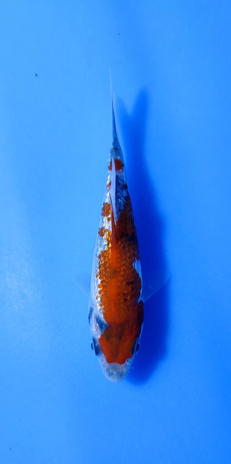 Ikan Koi KOHAKU GINRIN 10-13cm, lelang koi KOHAKU GINRIN 10-13cm, jual koi KOHAKU GINRIN 10-13cm, beli koi KOHAKU GINRIN 10-13cm, Lelang Koi Online, Jual Beli Ikan Koi, Pusat Jual Beli Koi, Info Lelang Koi Hari Ini, Platform Jual Beli Koi, Jual Beli Ikan Koi Online, Marketplace Ikan Koi, Jual Koi Terbaik, Tempat Beli Koi Berkualitas, Pasar Ikan Koi Online Terpercaya, Penjual Ikan Koi Terpercaya, Beli Koi Hias Online, Ikan Koi untuk Dijual, Koi Kualitas Terbaik, Toko Online Ikan Koi, Koi Hias Untuk Dijual, Jual Beli Ikan Koi Lokal, Koi Indonesia Online, Pusat Jual Beli Koi Terbesar