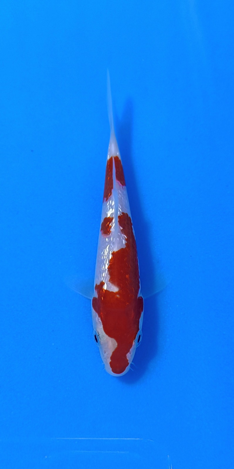 Ikan Koi KOHAKU GINRIN 10-13cm, lelang koi KOHAKU GINRIN 10-13cm, jual koi KOHAKU GINRIN 10-13cm, beli koi KOHAKU GINRIN 10-13cm, Lelang Koi Online, Jual Beli Ikan Koi, Pusat Jual Beli Koi, Info Lelang Koi Hari Ini, Platform Jual Beli Koi, Jual Beli Ikan Koi Online, Marketplace Ikan Koi, Jual Koi Terbaik, Tempat Beli Koi Berkualitas, Pasar Ikan Koi Online Terpercaya, Penjual Ikan Koi Terpercaya, Beli Koi Hias Online, Ikan Koi untuk Dijual, Koi Kualitas Terbaik, Toko Online Ikan Koi, Koi Hias Untuk Dijual, Jual Beli Ikan Koi Lokal, Koi Indonesia Online, Pusat Jual Beli Koi Terbesar